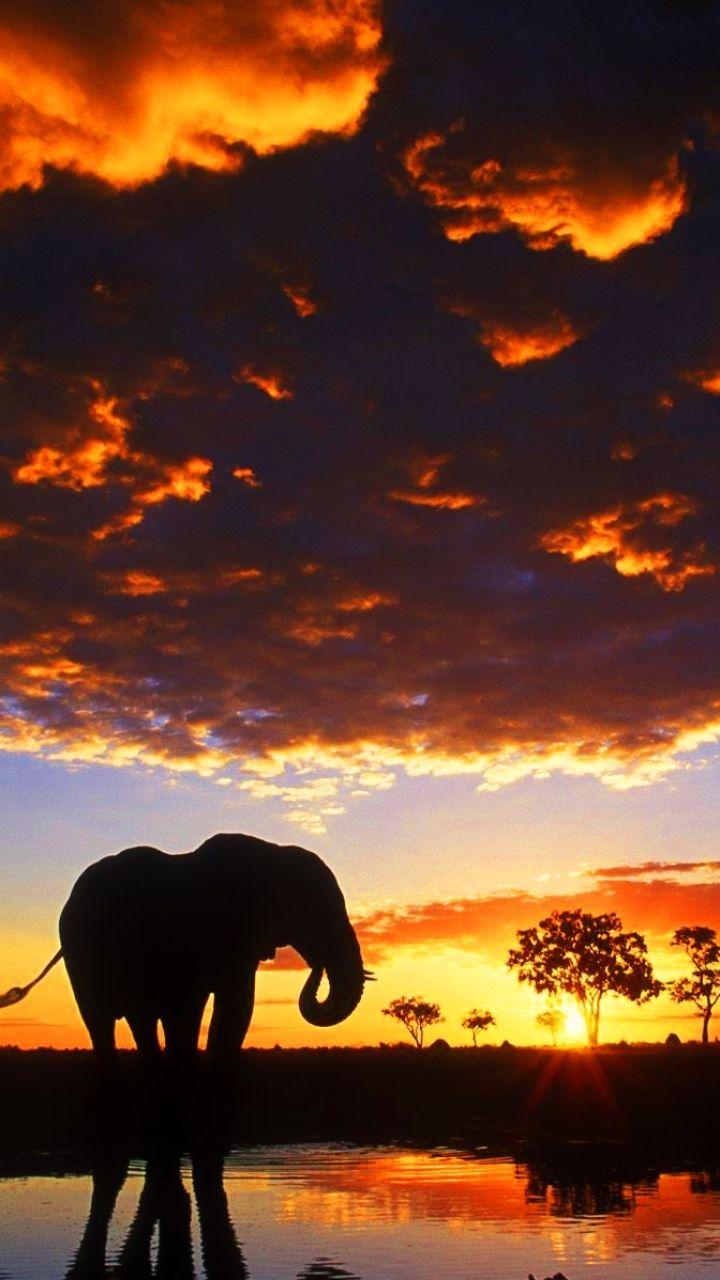 Cage The Elephant iPhone Wallpapers Top Free Cage The