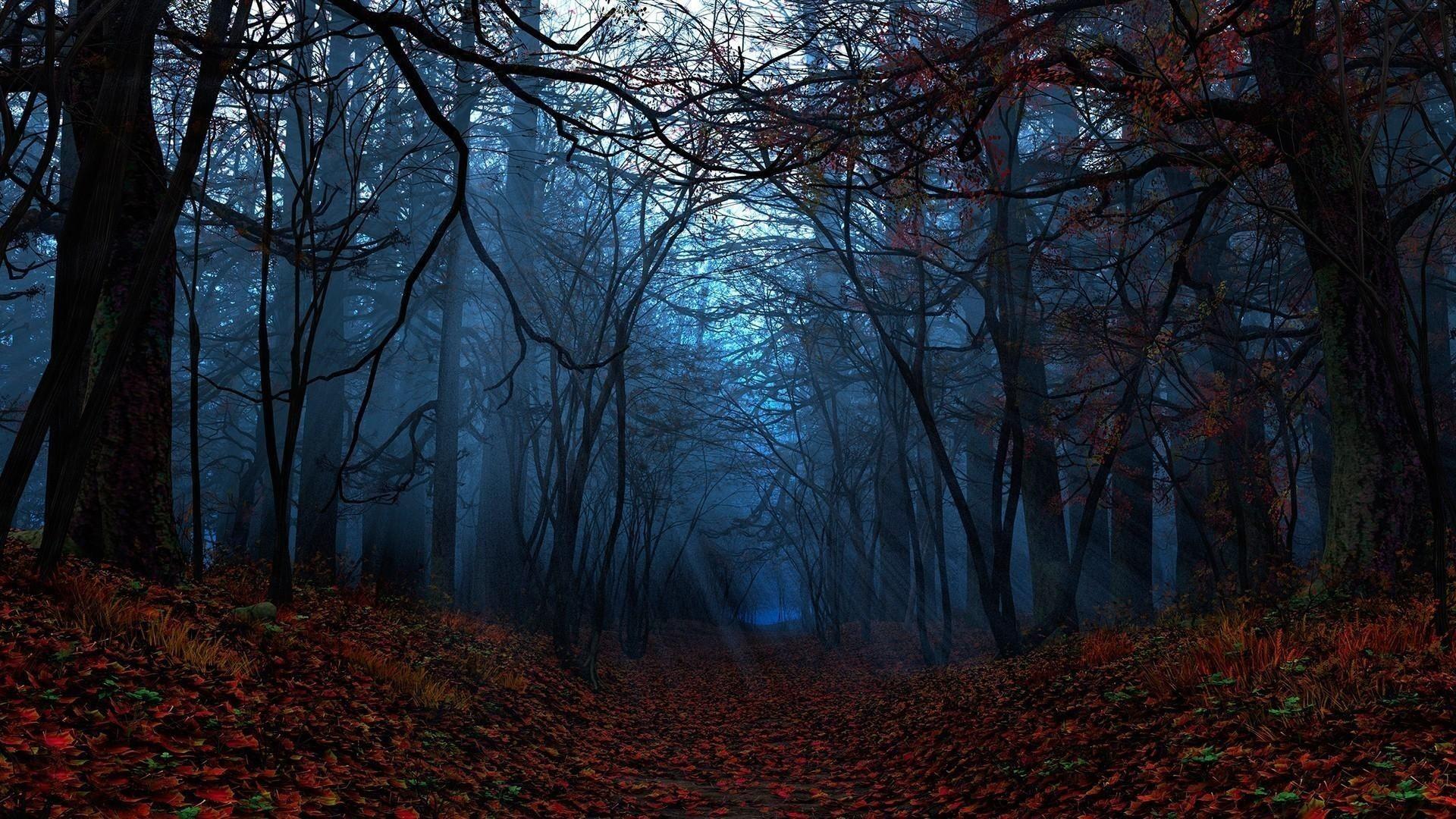 Fall Forest Night Wallpapers Top Free Fall Forest Night Backgrounds