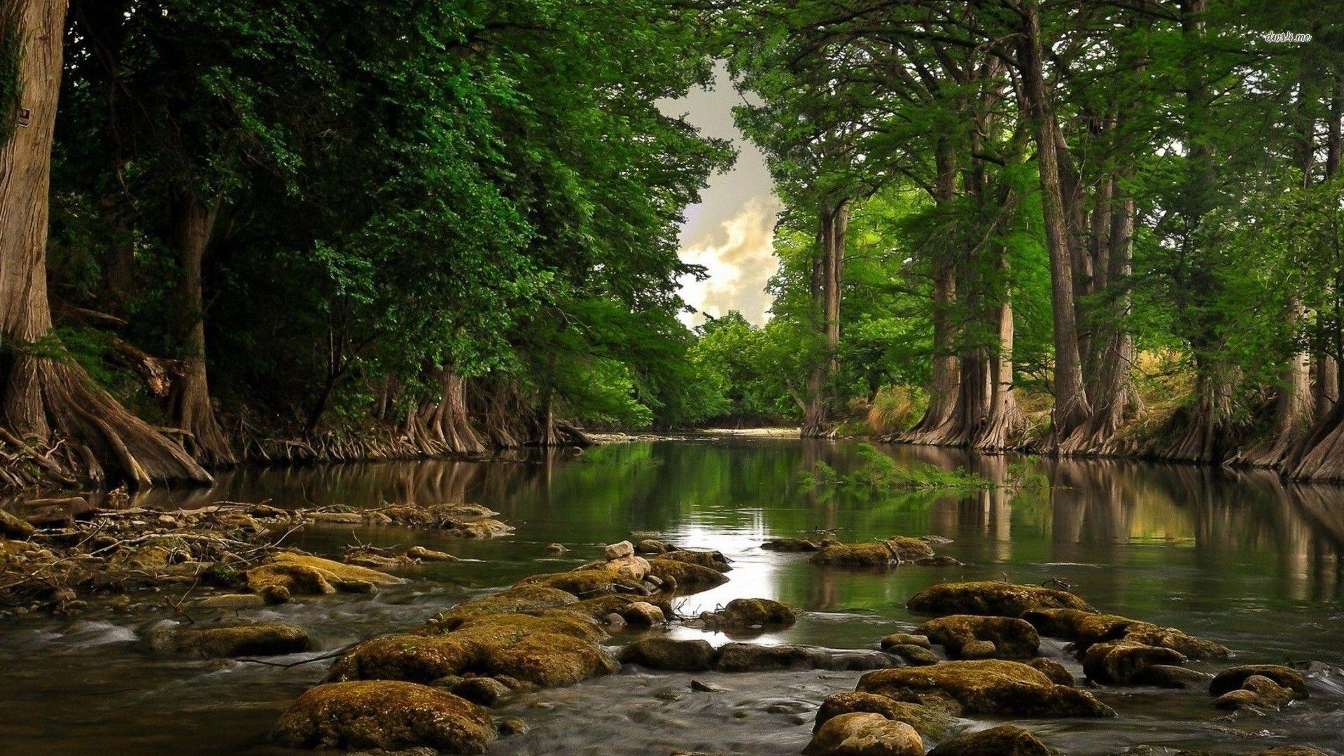 Forest River Wallpapers Top Free Forest River Backgrounds