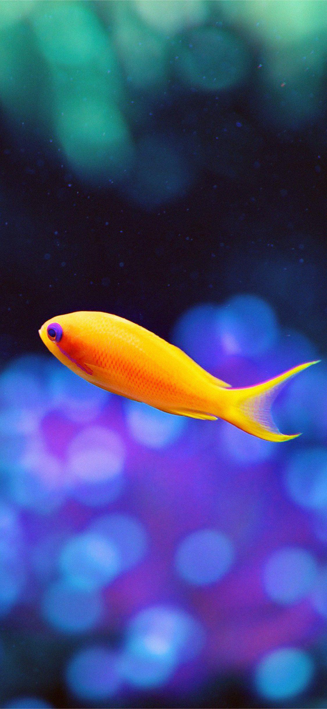 Fish iPhone Wallpapers Top Free Fish iPhone Backgrounds WallpaperAccess