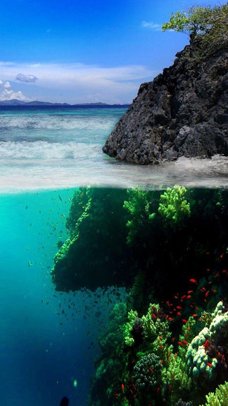 Coral Reef iPhone Wallpapers Top Free Coral Reef iPhone Backgrounds