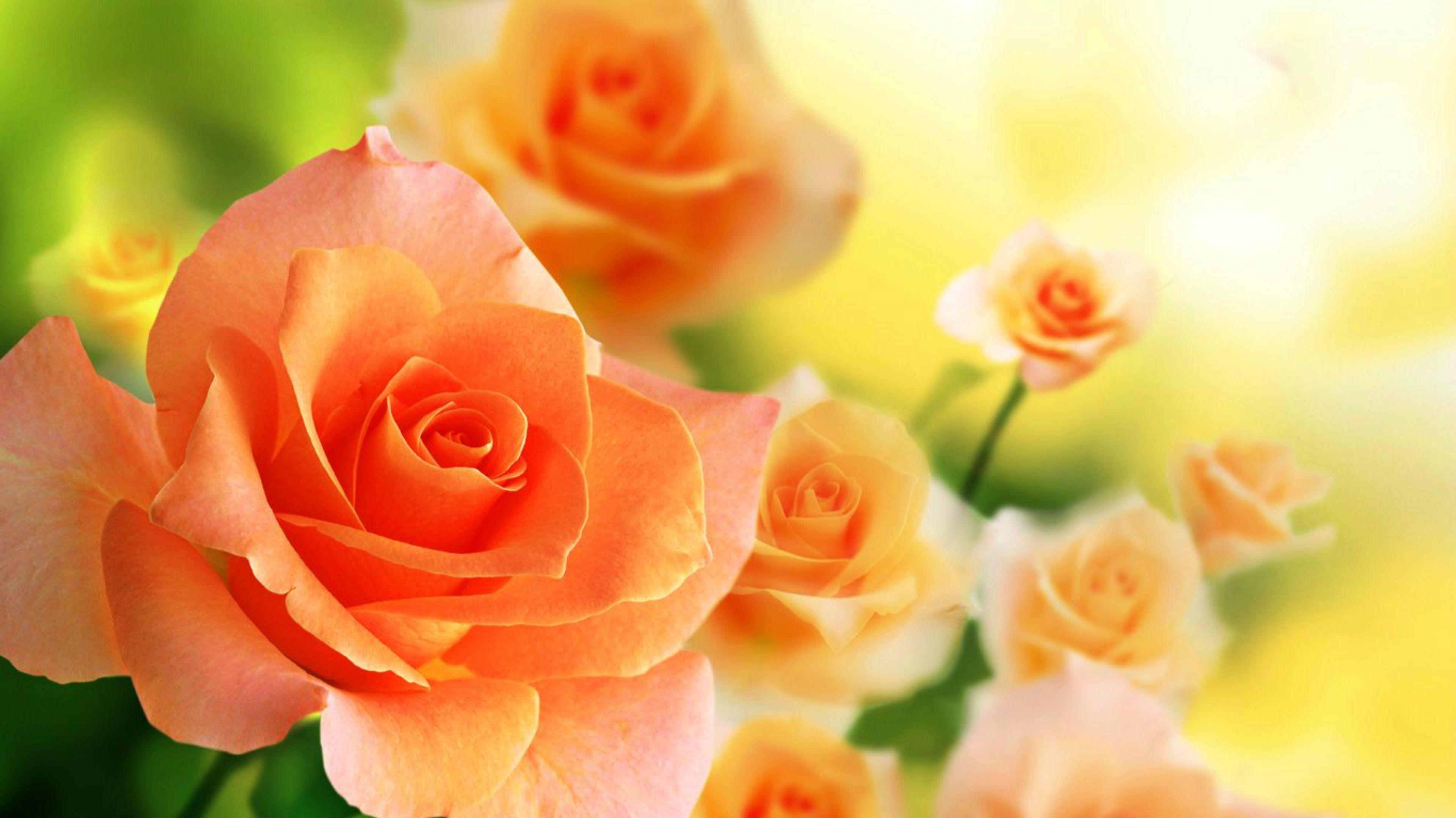 Orange Flower Wallpapers Top Free Orange Flower Backgrounds