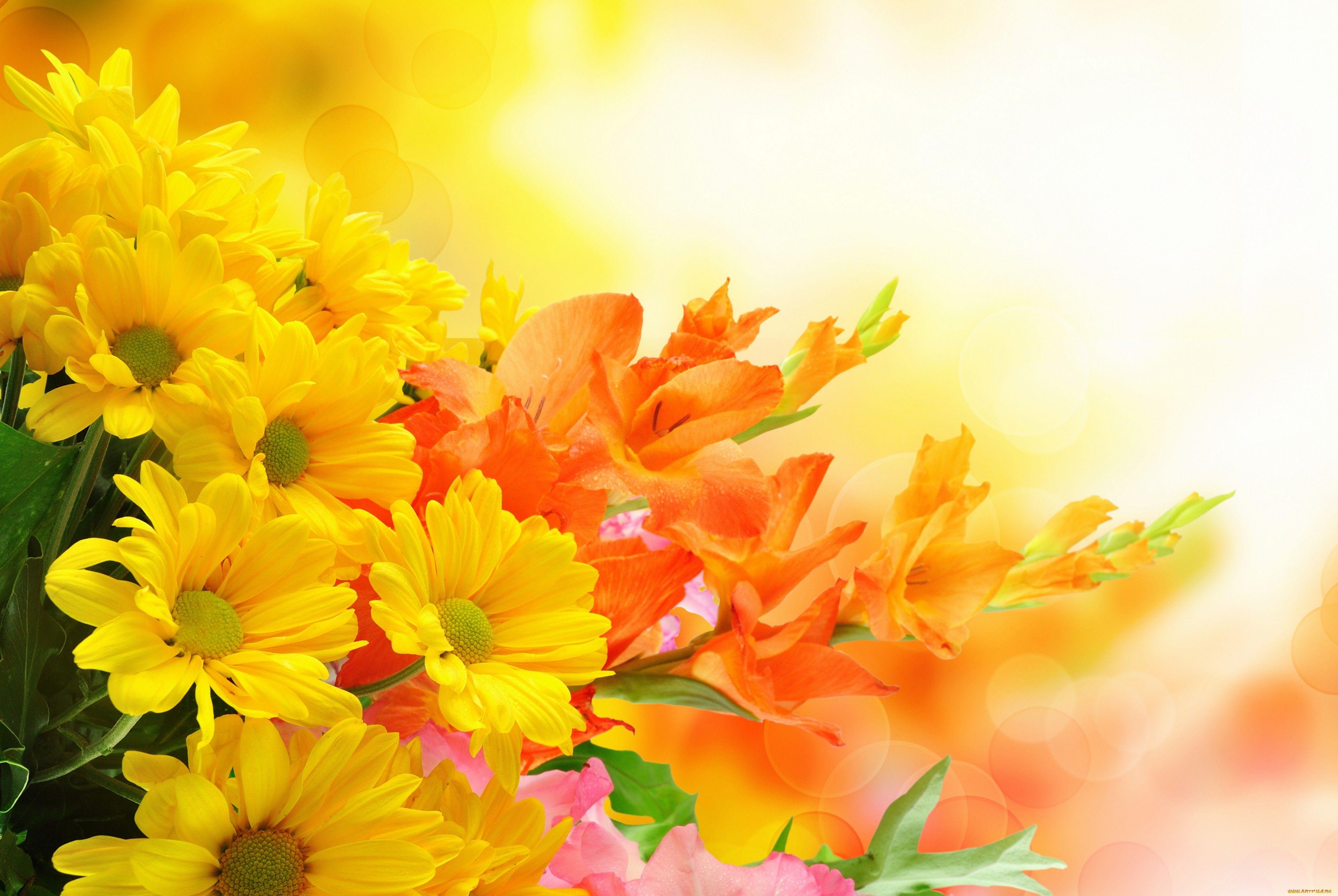 Orange Flowers Wallpapers Top Free Orange Flowers Backgrounds