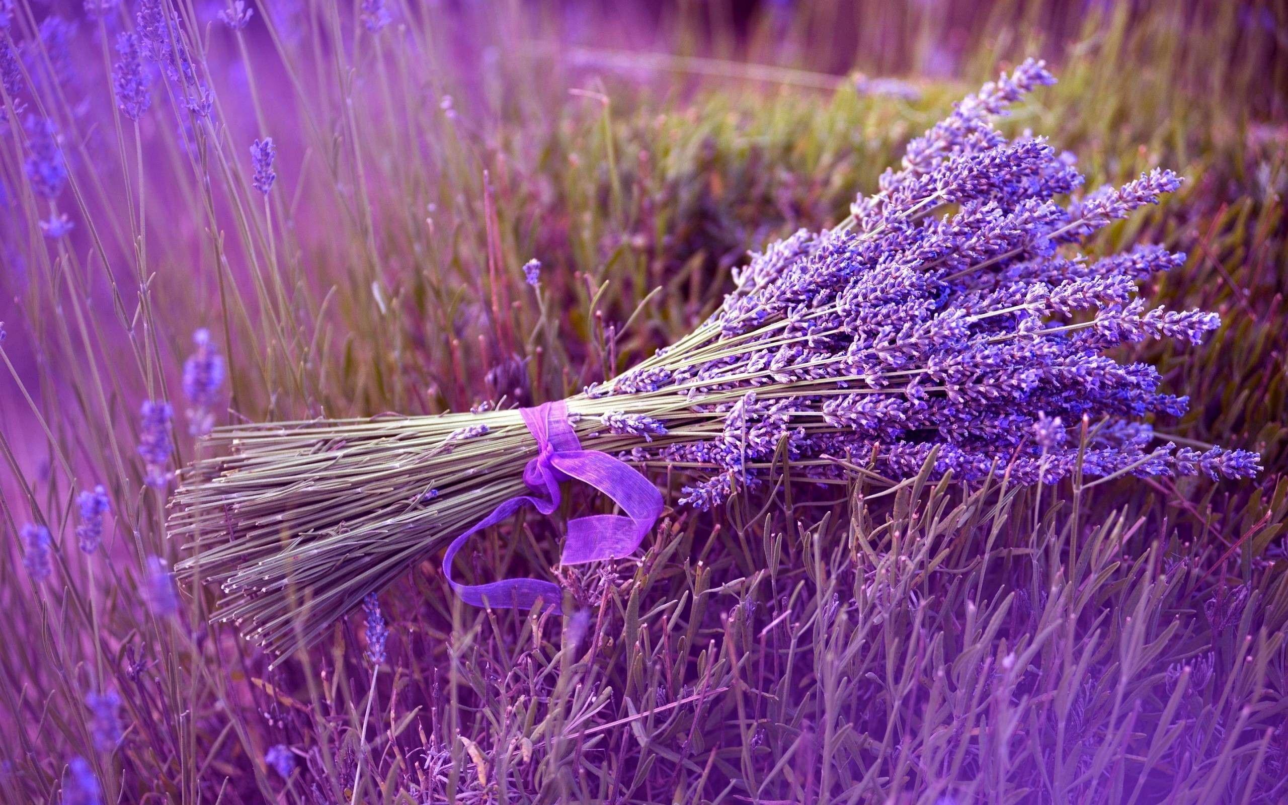 Lavender Wallpapers Top Free Lavender Backgrounds WallpaperAccess