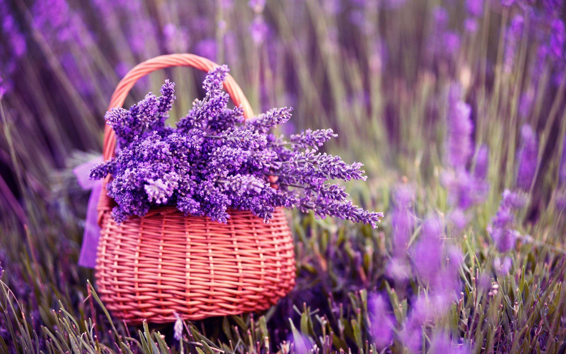 Lavender Wallpapers Top Free Lavender Backgrounds WallpaperAccess