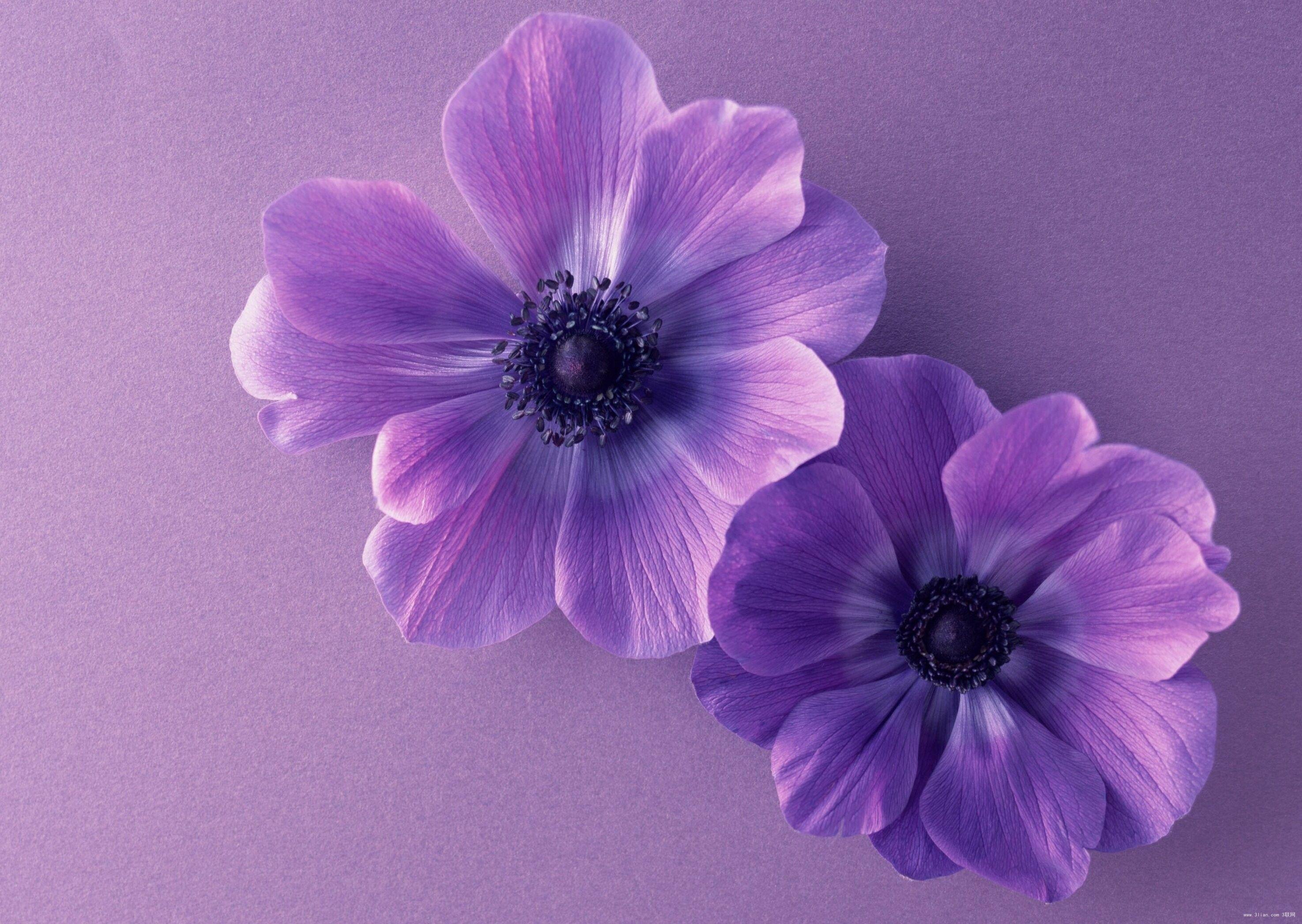 Purple Flower Wallpapers Top Free Purple Flower Backgrounds