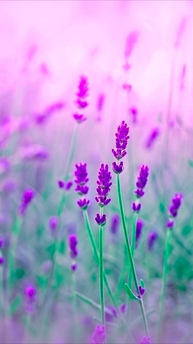 Purple Flower Wallpapers Top Free Purple Flower Backgrounds