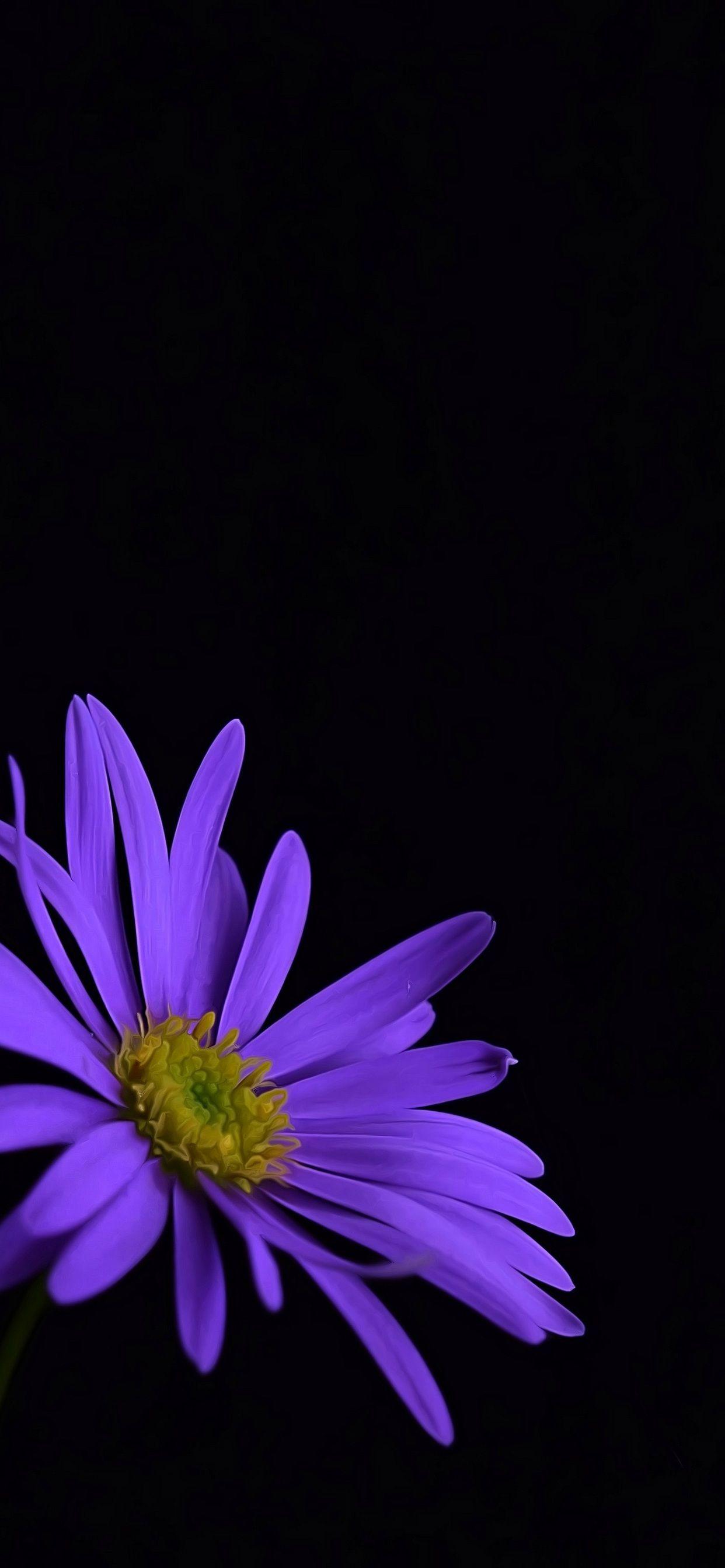 Purple Flower Wallpapers Top Free Purple Flower Backgrounds
