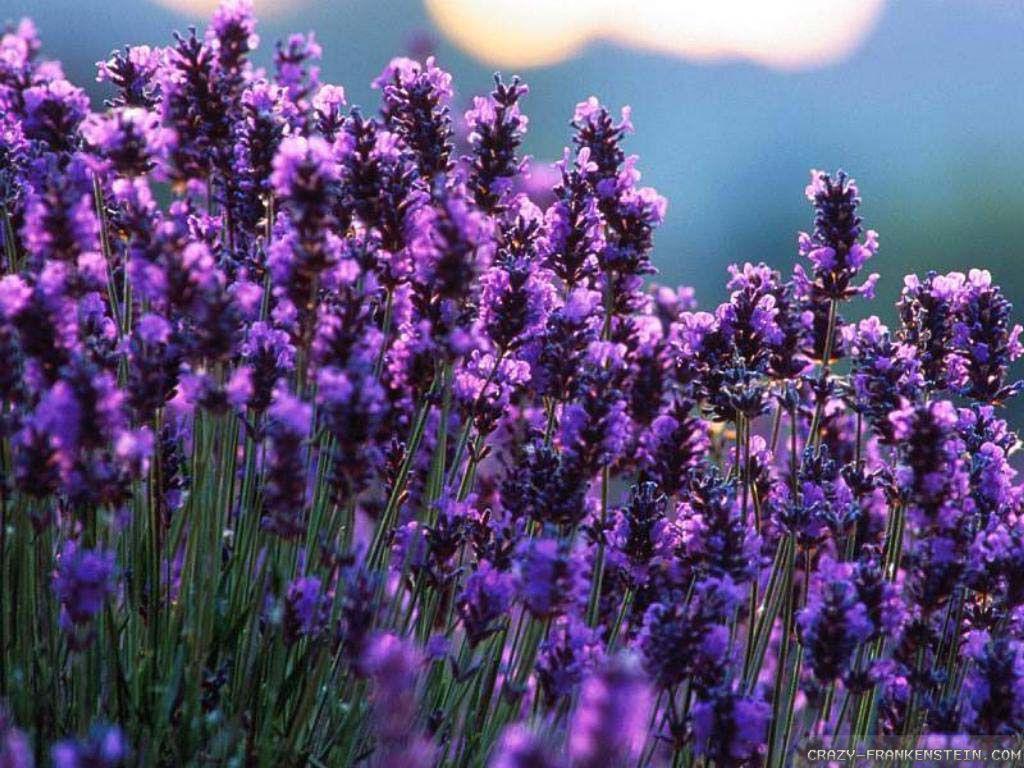 Lavender Wallpapers Top Free Lavender Backgrounds WallpaperAccess