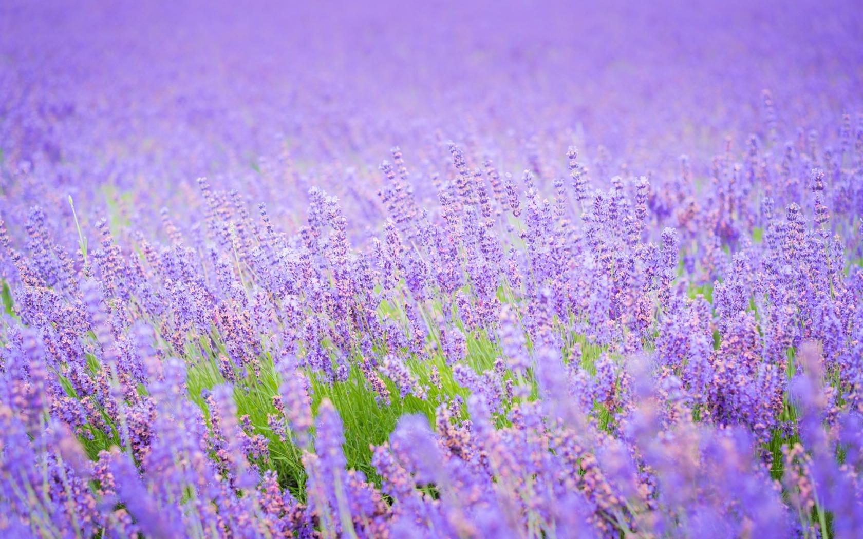 Lavender Wallpapers Top Free Lavender Backgrounds WallpaperAccess