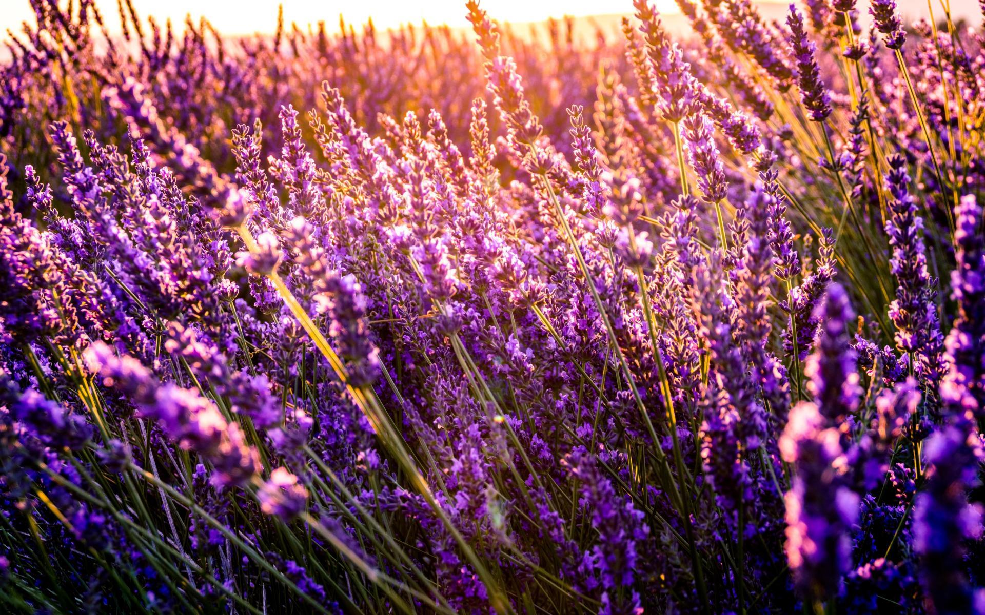 Lavender Wallpapers Top Free Lavender Backgrounds WallpaperAccess