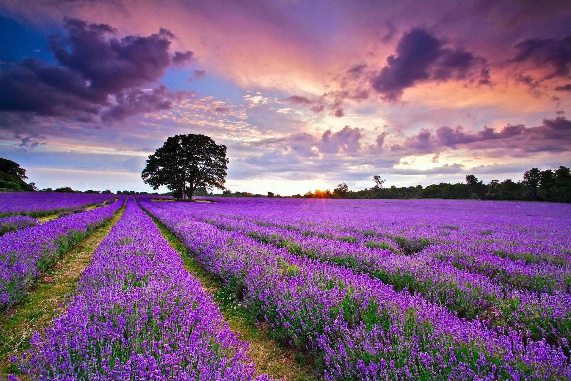 Lavender Wallpapers Top Free Lavender Backgrounds WallpaperAccess