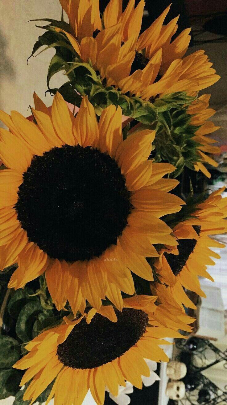 Sunflower and Roses Wallpapers Top Free Sunflower and Roses