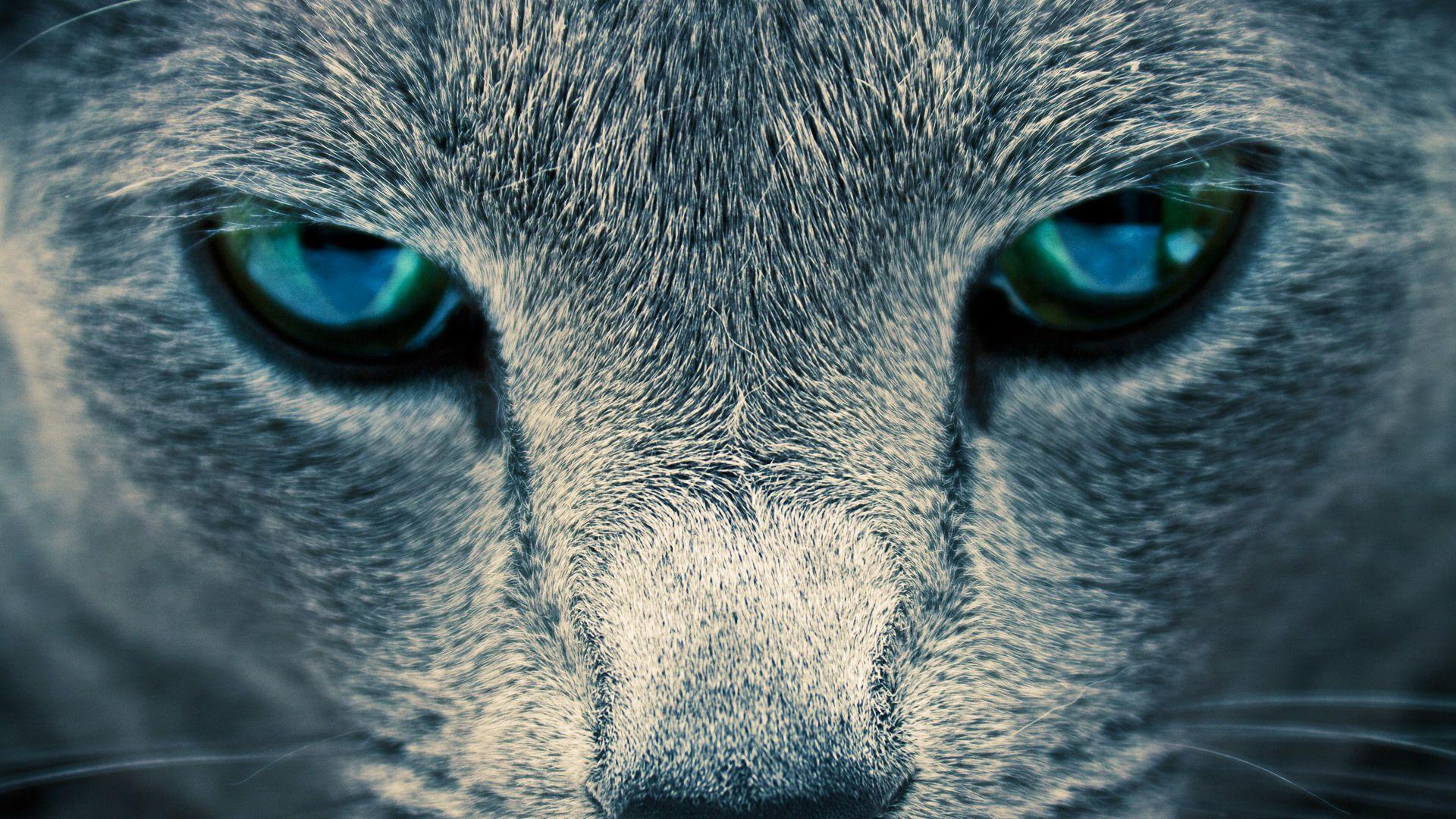 1920X1080 HD Animals Wallpapers Top Free 1920X1080 HD Animals