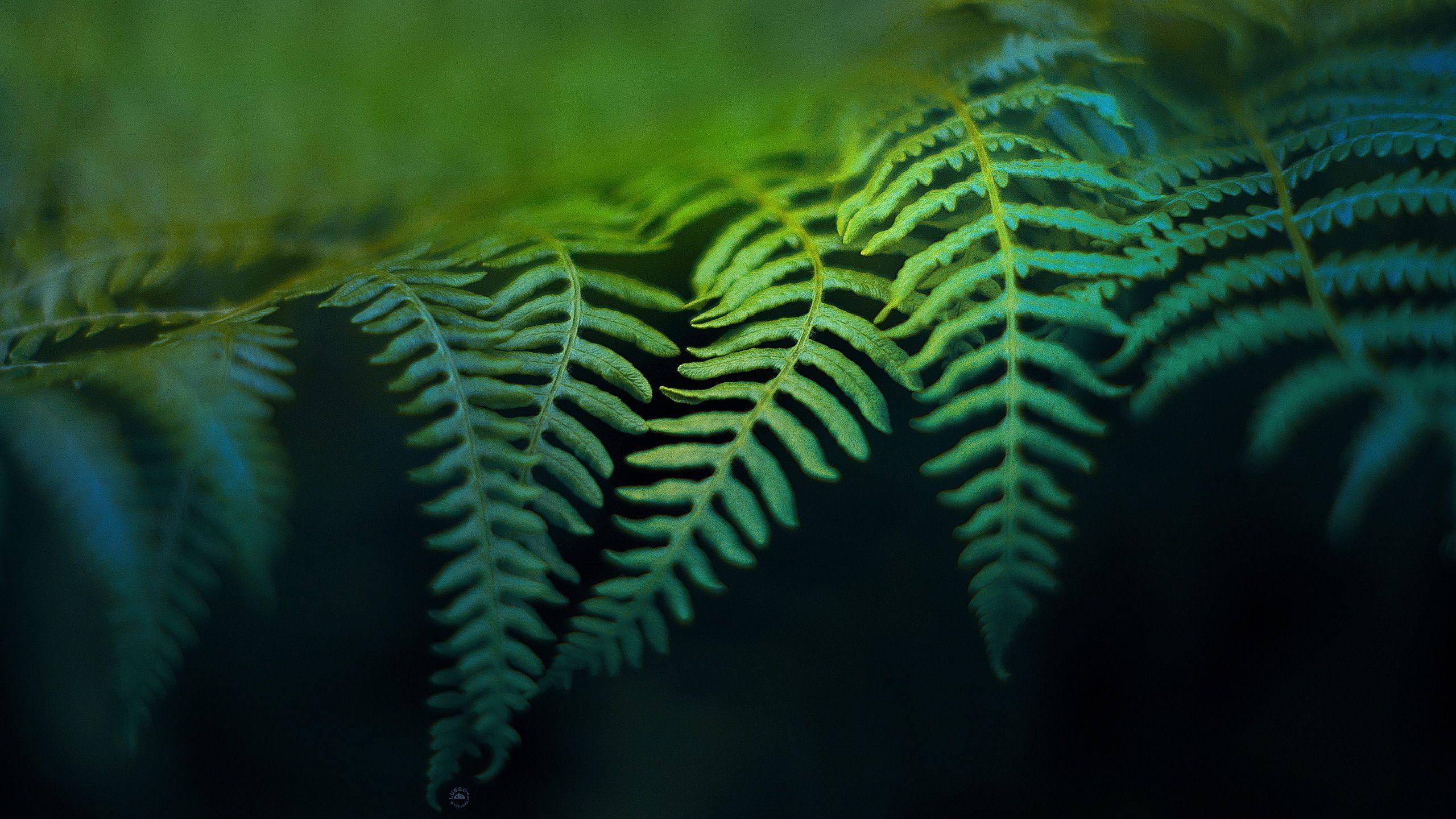 Fern Wallpapers Top Free Fern Backgrounds WallpaperAccess