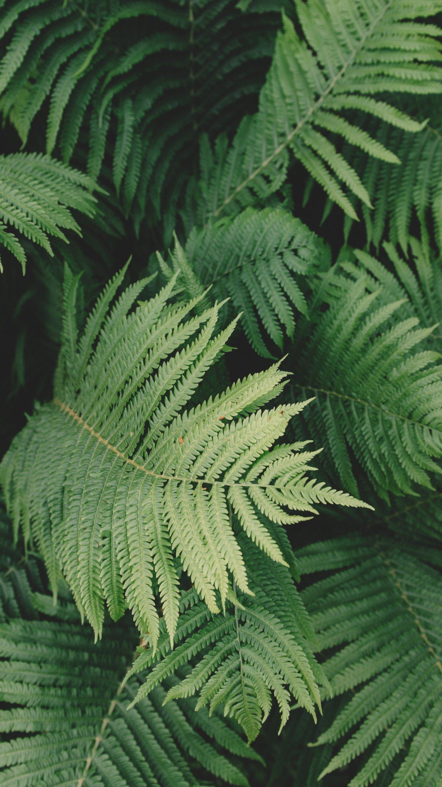 Fern Wallpapers Top Free Fern Backgrounds WallpaperAccess