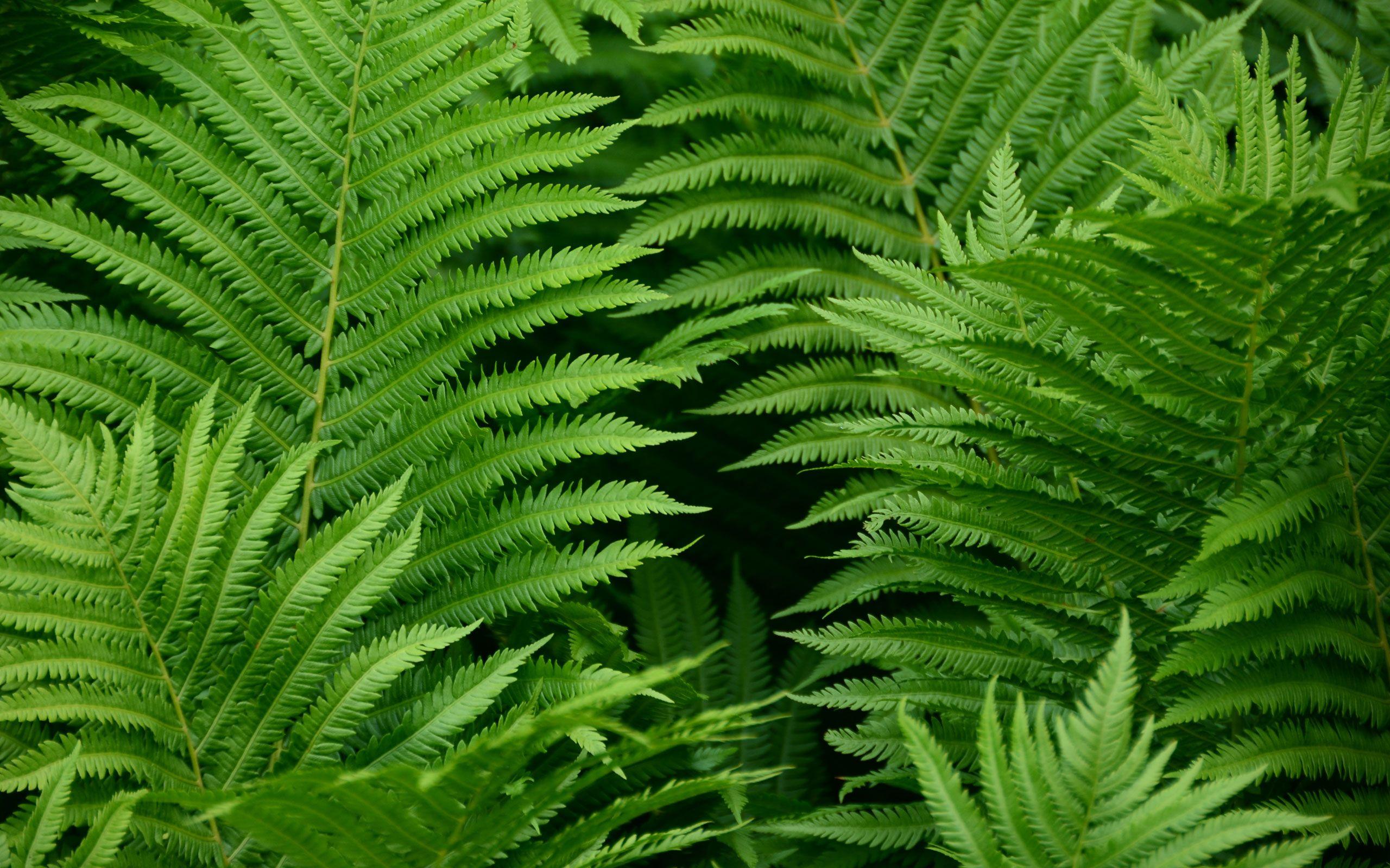 Fern Wallpapers Top Free Fern Backgrounds WallpaperAccess