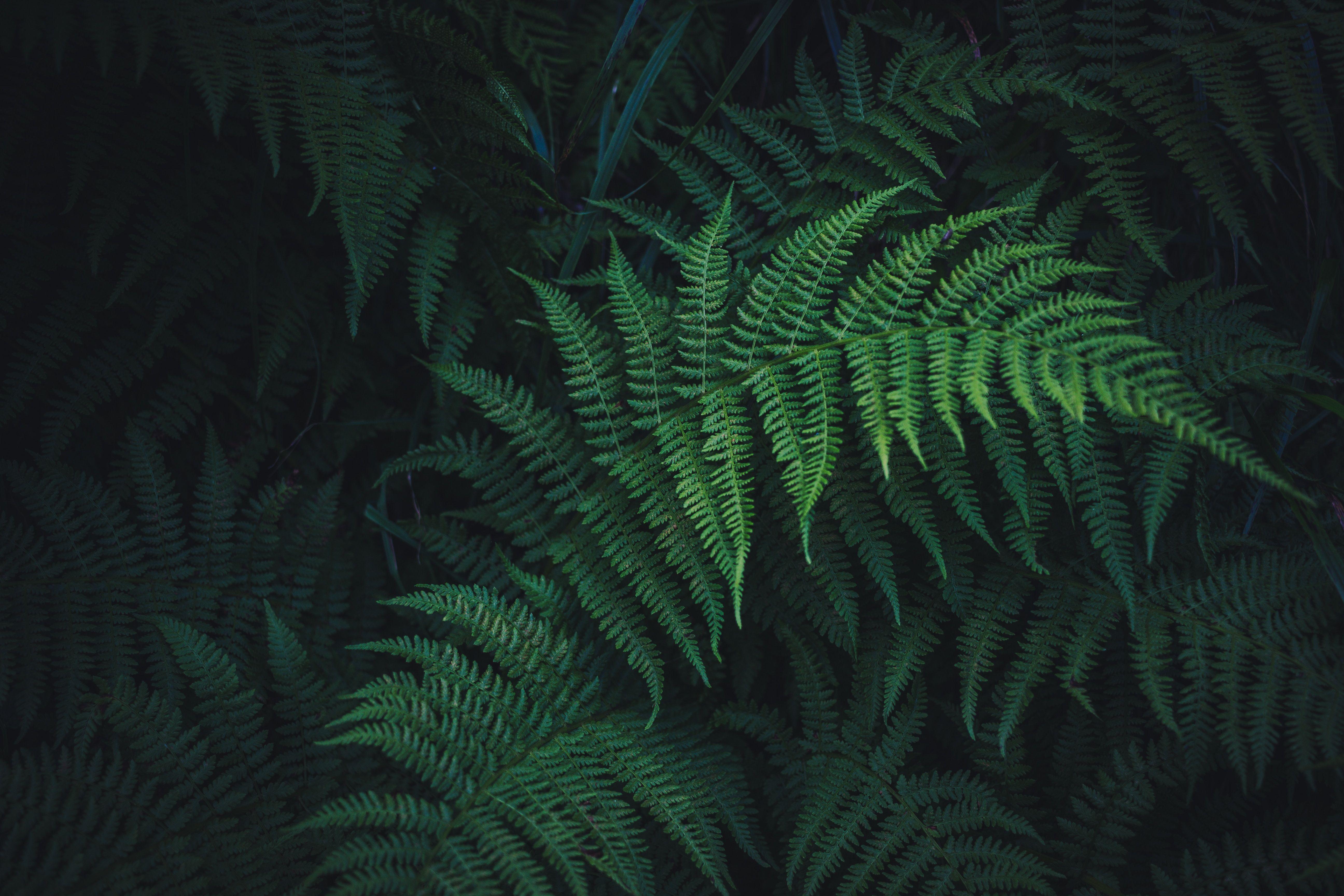 Fern Wallpapers Top Free Fern Backgrounds WallpaperAccess