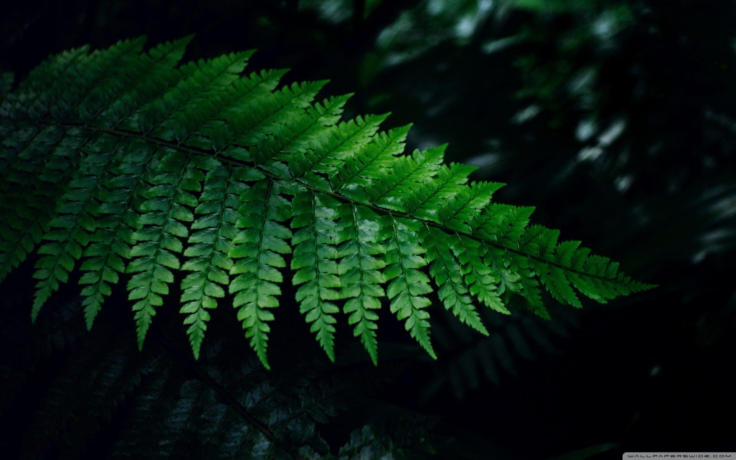Fern Wallpapers Top Free Fern Backgrounds WallpaperAccess