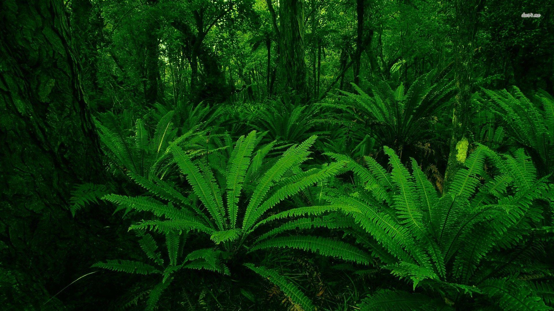 Fern Wallpapers Top Free Fern Backgrounds WallpaperAccess