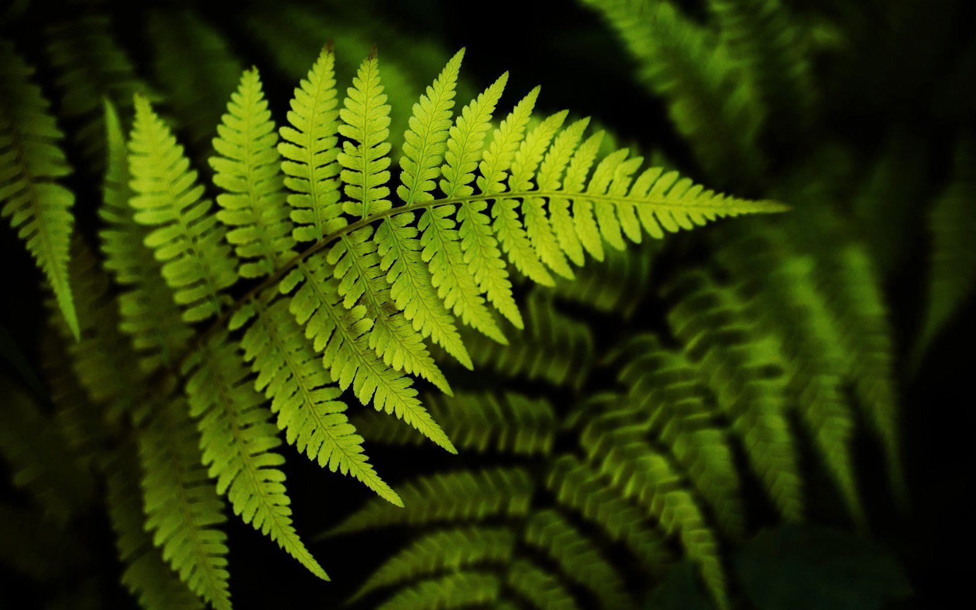 Fern Wallpapers Top Free Fern Backgrounds WallpaperAccess