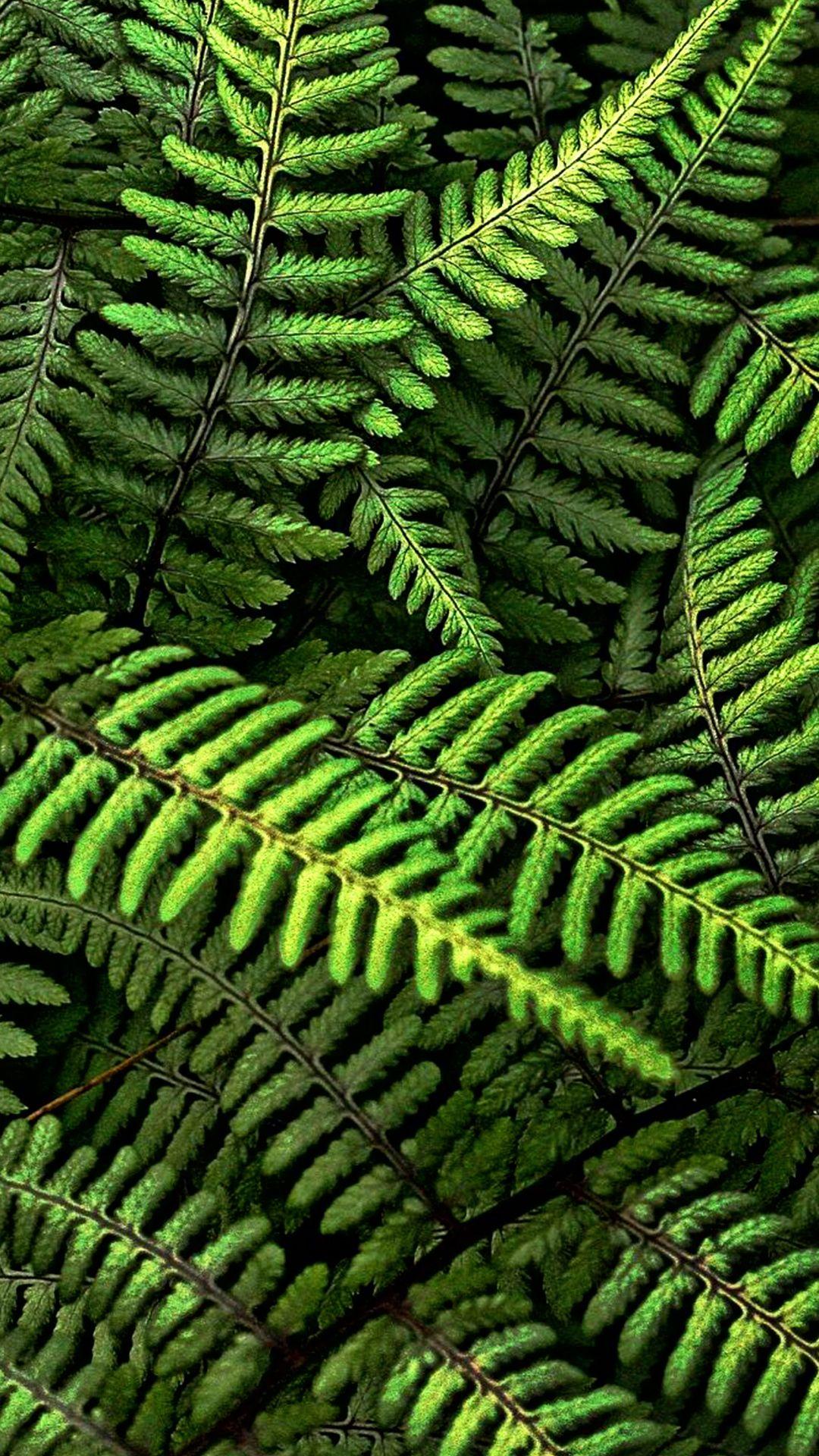 Fern Wallpapers Top Free Fern Backgrounds WallpaperAccess
