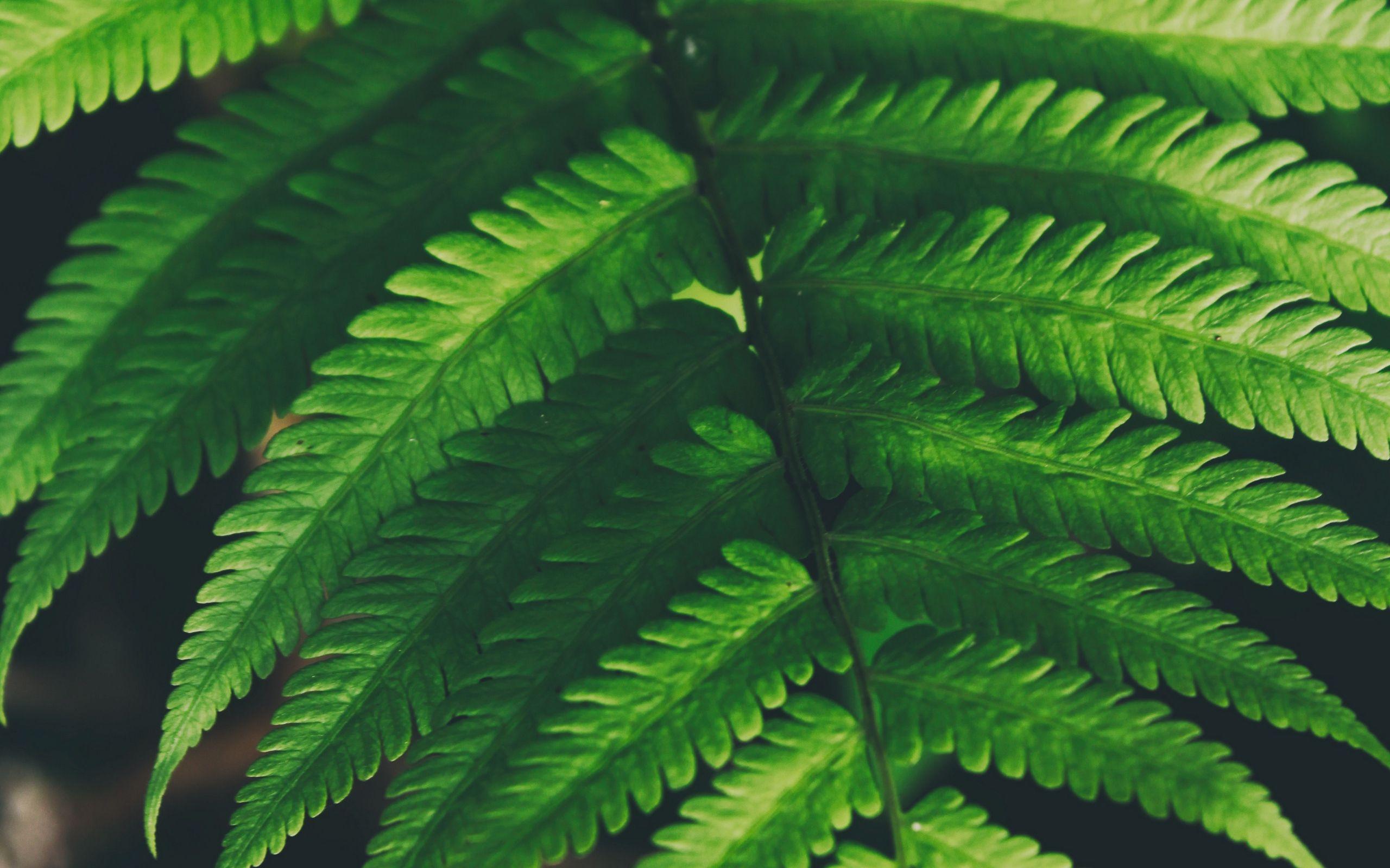 Fern Wallpapers Top Free Fern Backgrounds WallpaperAccess