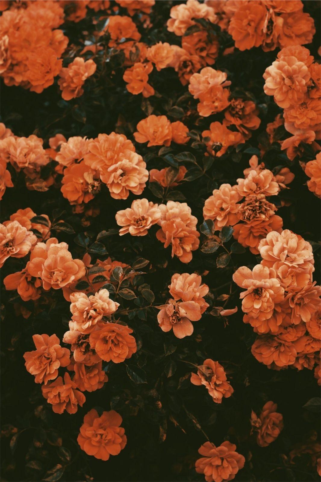 VSCO Flower Wallpapers Top Free VSCO Flower Backgrounds WallpaperAccess