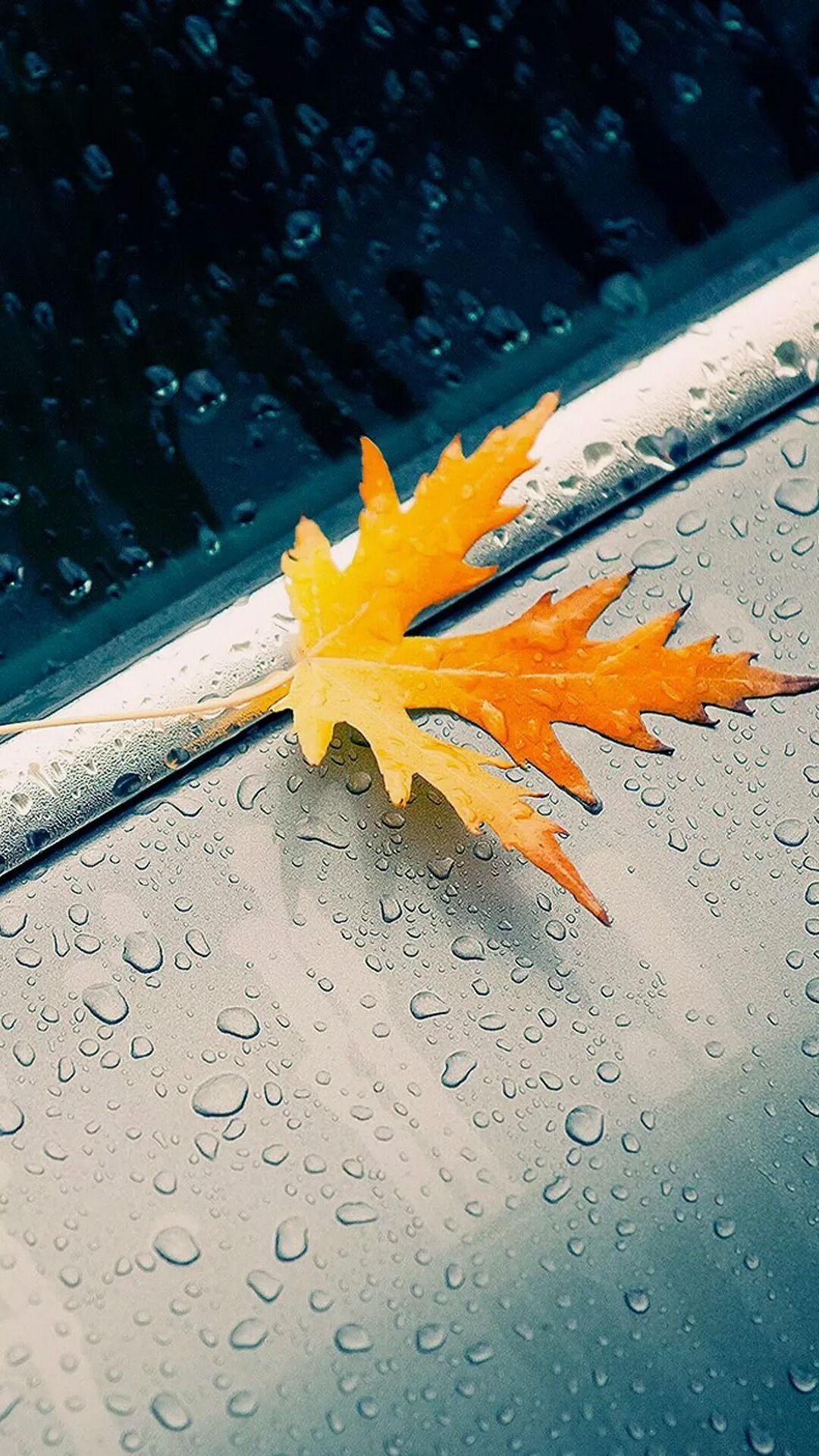Autumn Rain Phone Wallpapers Top Free Autumn Rain Phone Backgrounds