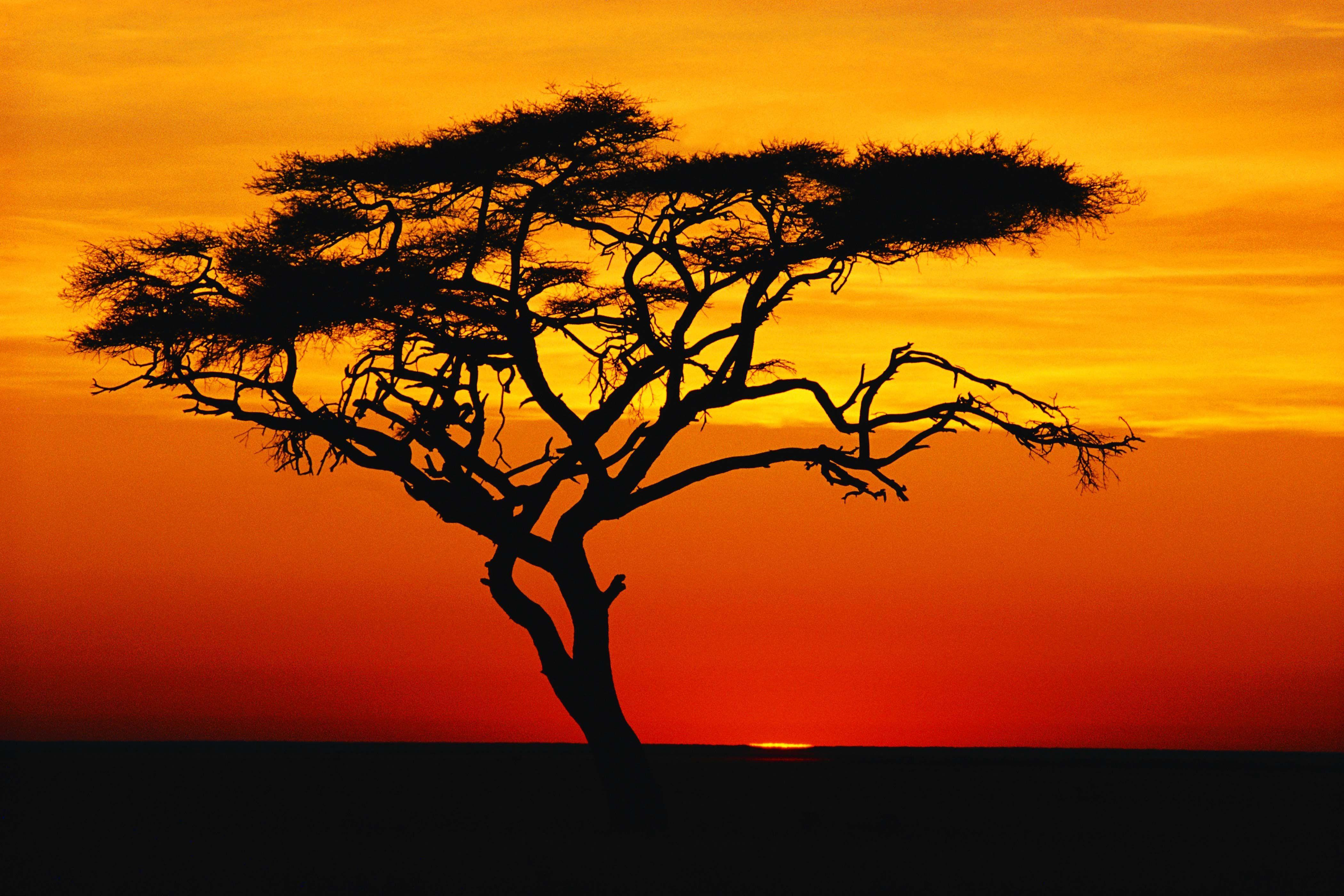 African Landscape Painting Wallpapers Top Free African Landscape