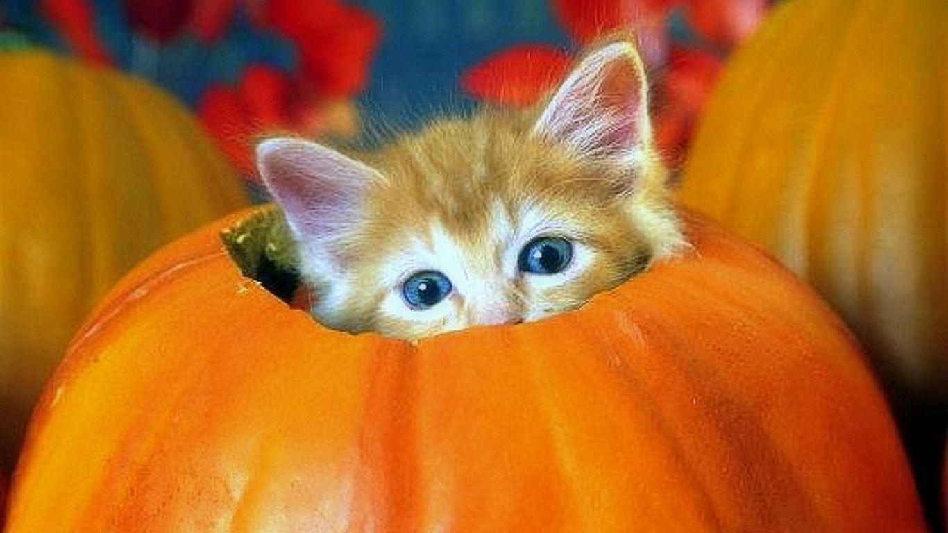 Orange Kitten Wallpapers Top Free Orange Kitten Backgrounds