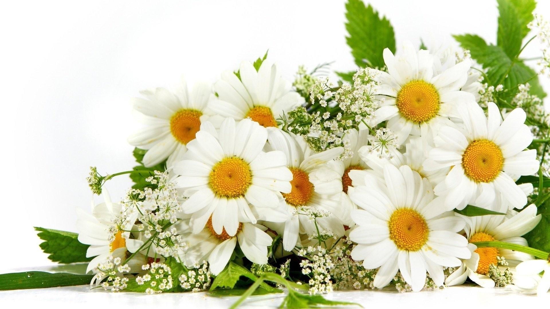 Animated Flower Wallpapers Top Free Animated Flower Backgrounds