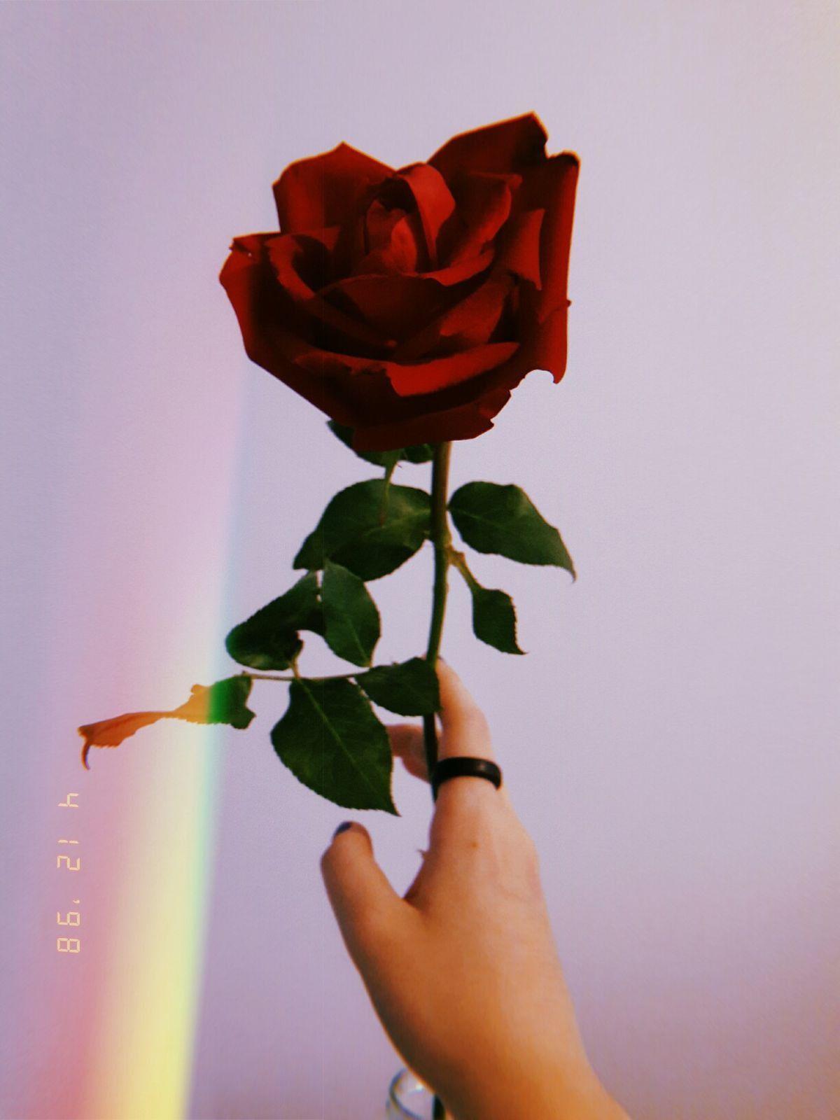 Aesthetic Roses Wallpaper For Iphone Aesthetic wallpapers has many