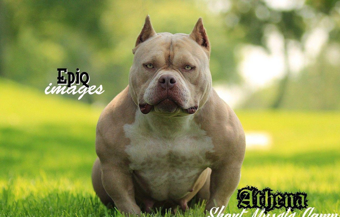 American Bully Wallpapers Top Free American Bully Backgrounds