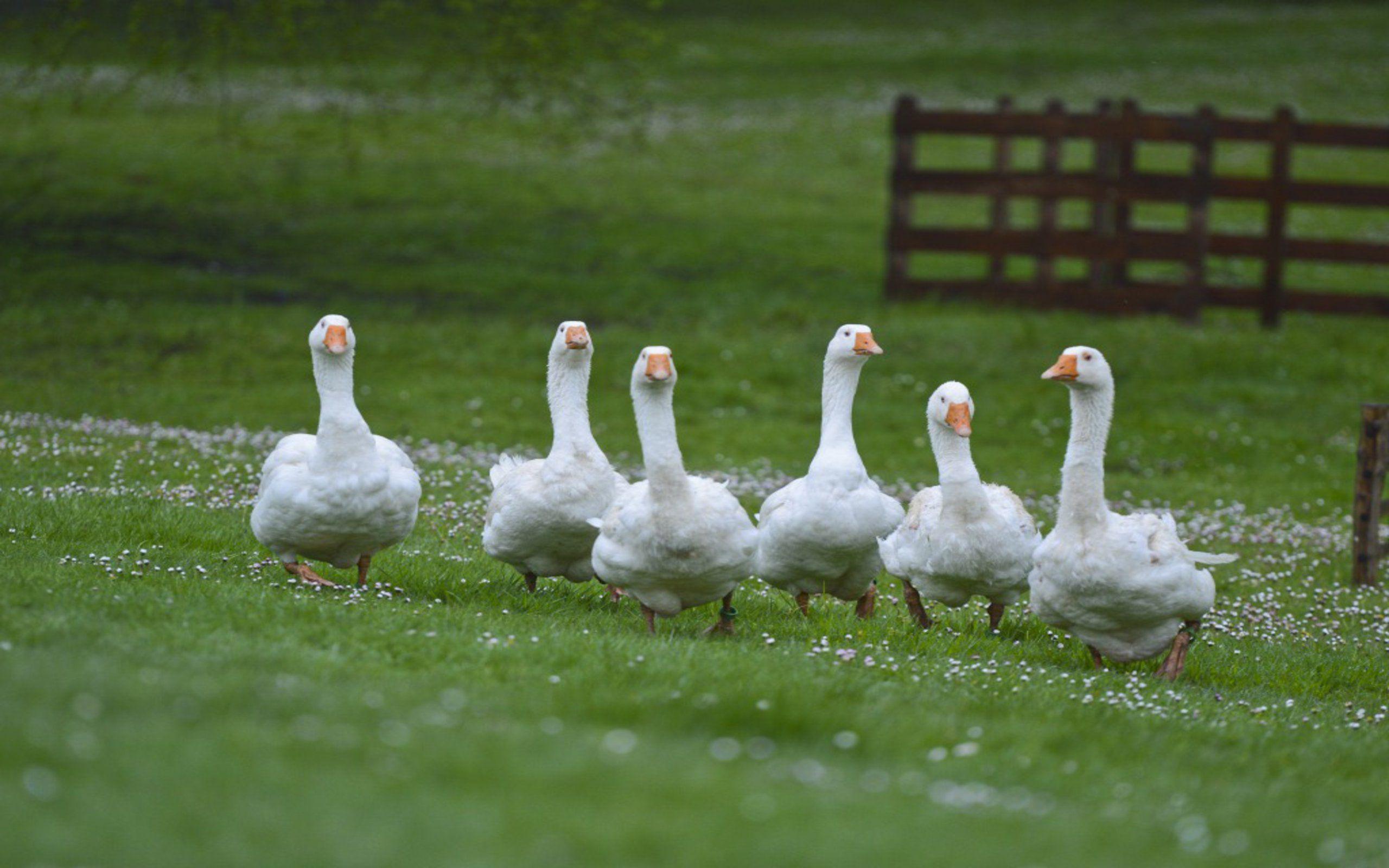 Geese Wallpapers Top Free Geese Backgrounds WallpaperAccess