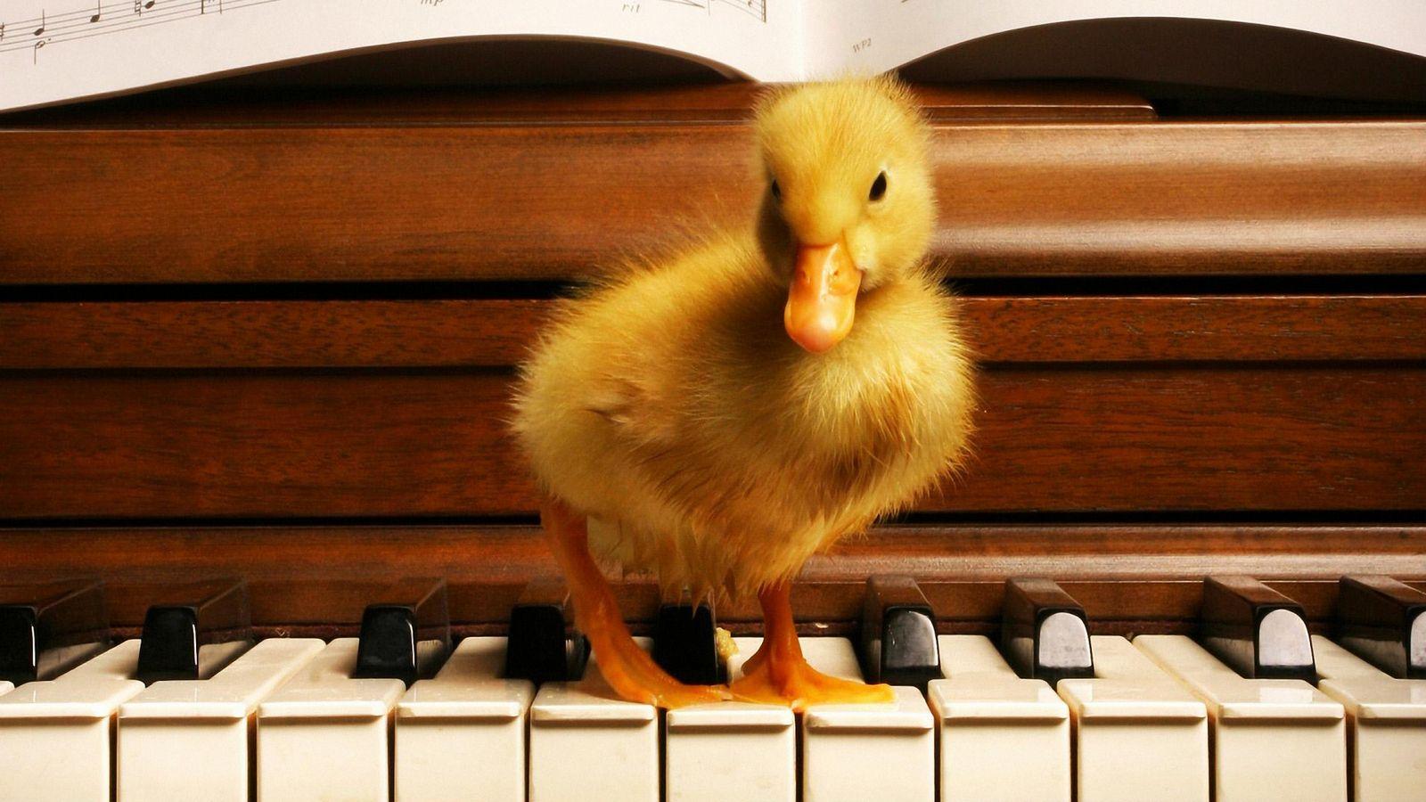 Cute Duck Wallpapers Top Free Cute Duck Backgrounds WallpaperAccess