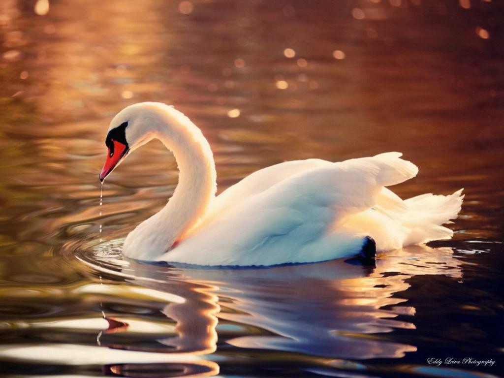 Swan Wallpapers Top Free Swan Backgrounds WallpaperAccess