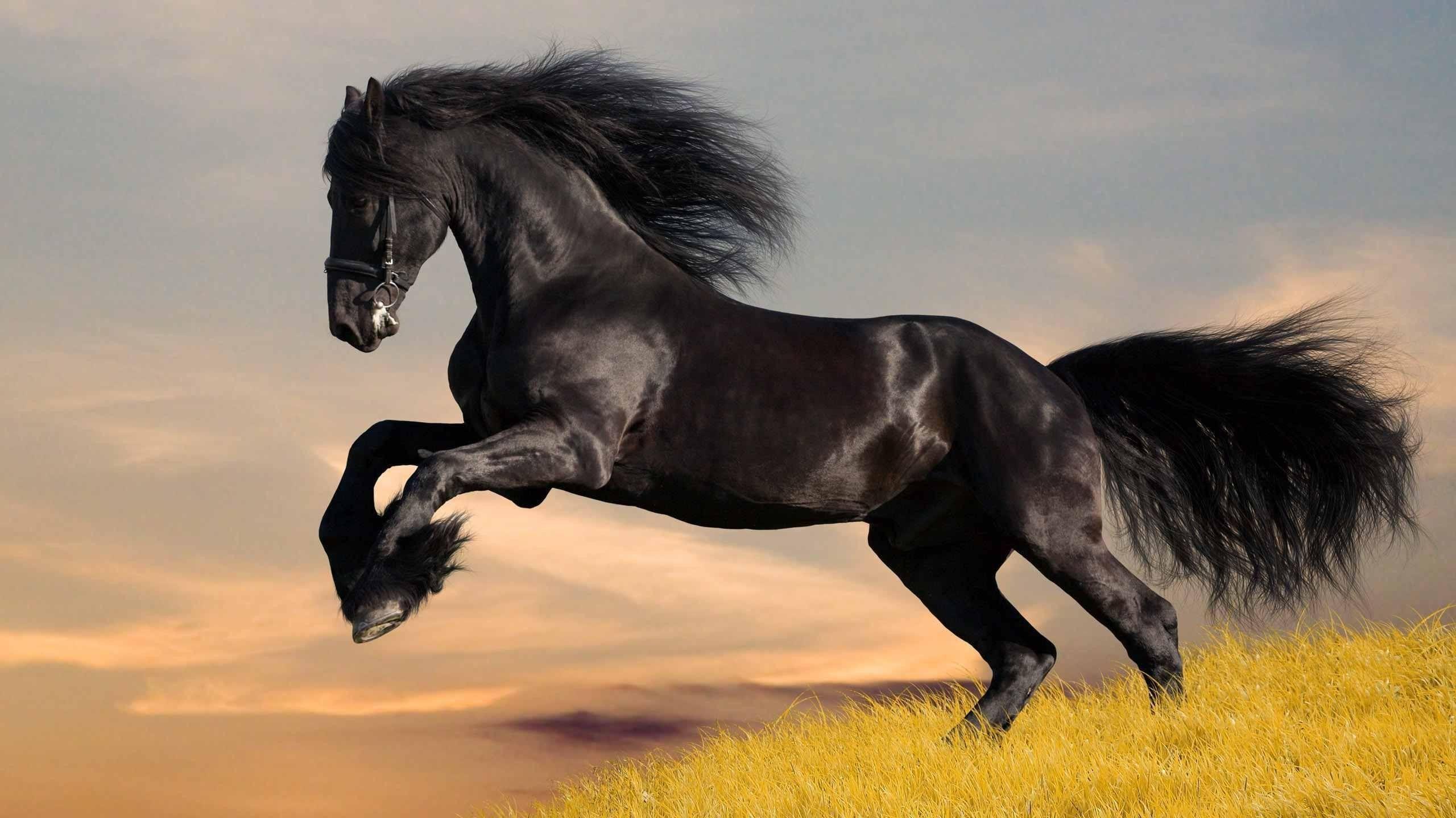 Cool Horse HD Wallpapers Top Free Cool Horse HD Backgrounds