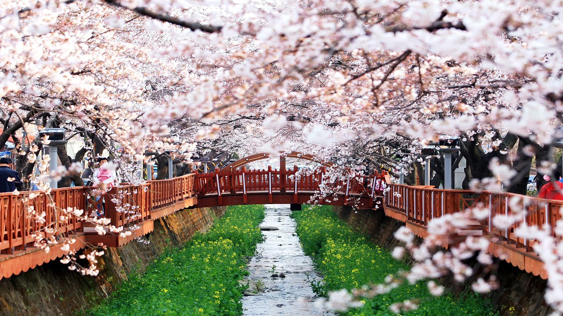 Korea Spring Wallpapers Top Free Korea Spring Backgrounds