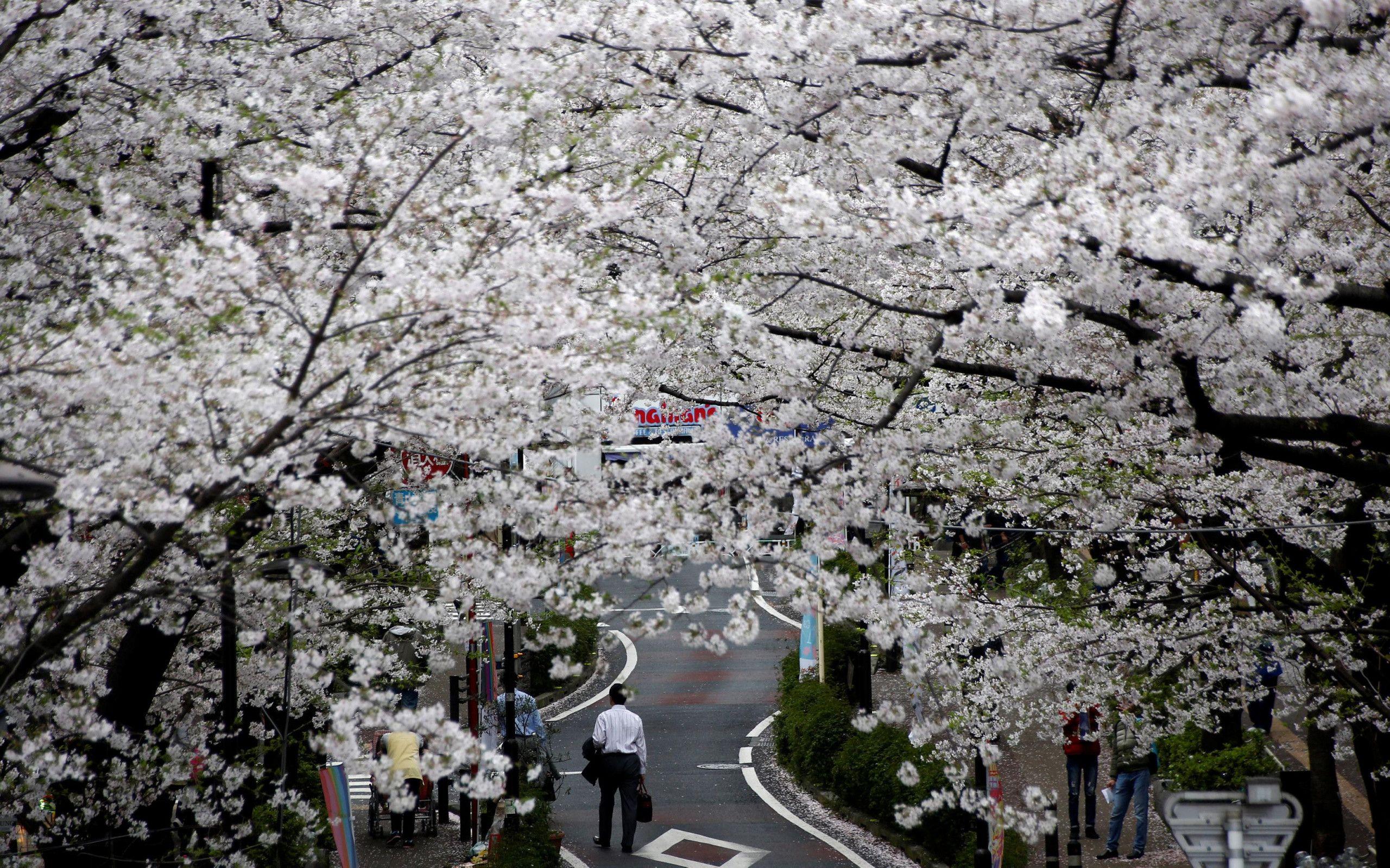 Korea Spring Wallpapers Top Free Korea Spring Backgrounds