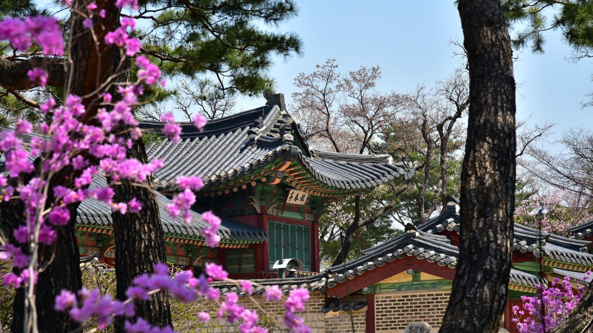 Korea Spring Wallpapers Top Free Korea Spring Backgrounds