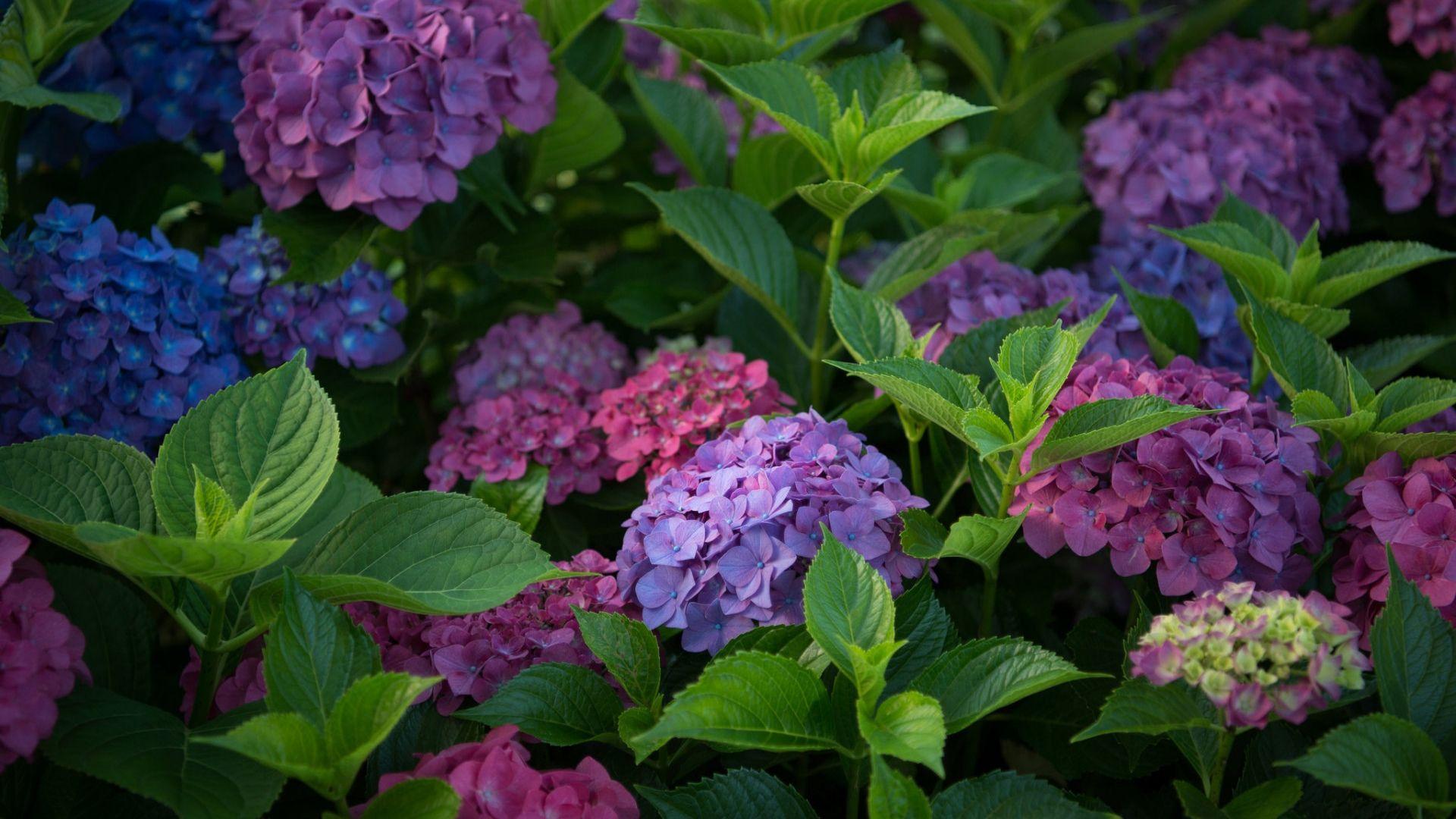 Hydrangea Wallpapers Top Free Hydrangea Backgrounds WallpaperAccess
