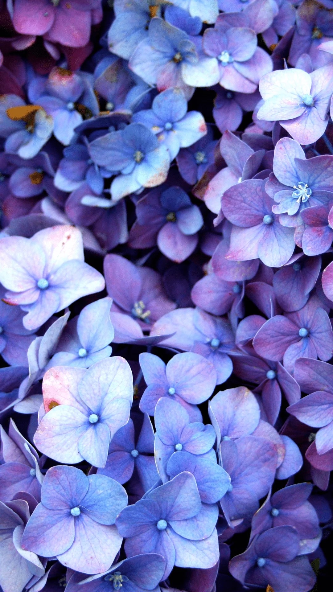 Hydrangea Wallpapers Top Free Hydrangea Backgrounds WallpaperAccess