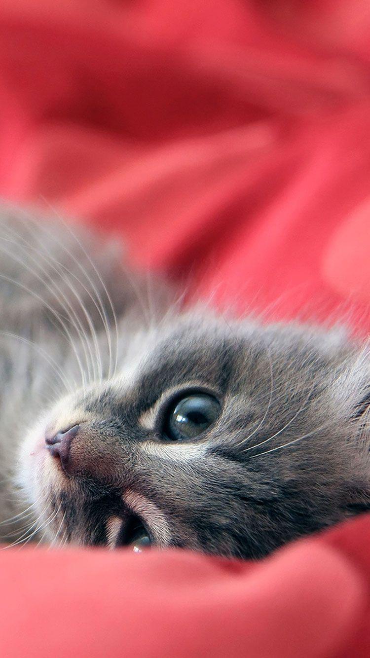 Cat iPhone Wallpapers Top Free Cat iPhone Backgrounds WallpaperAccess