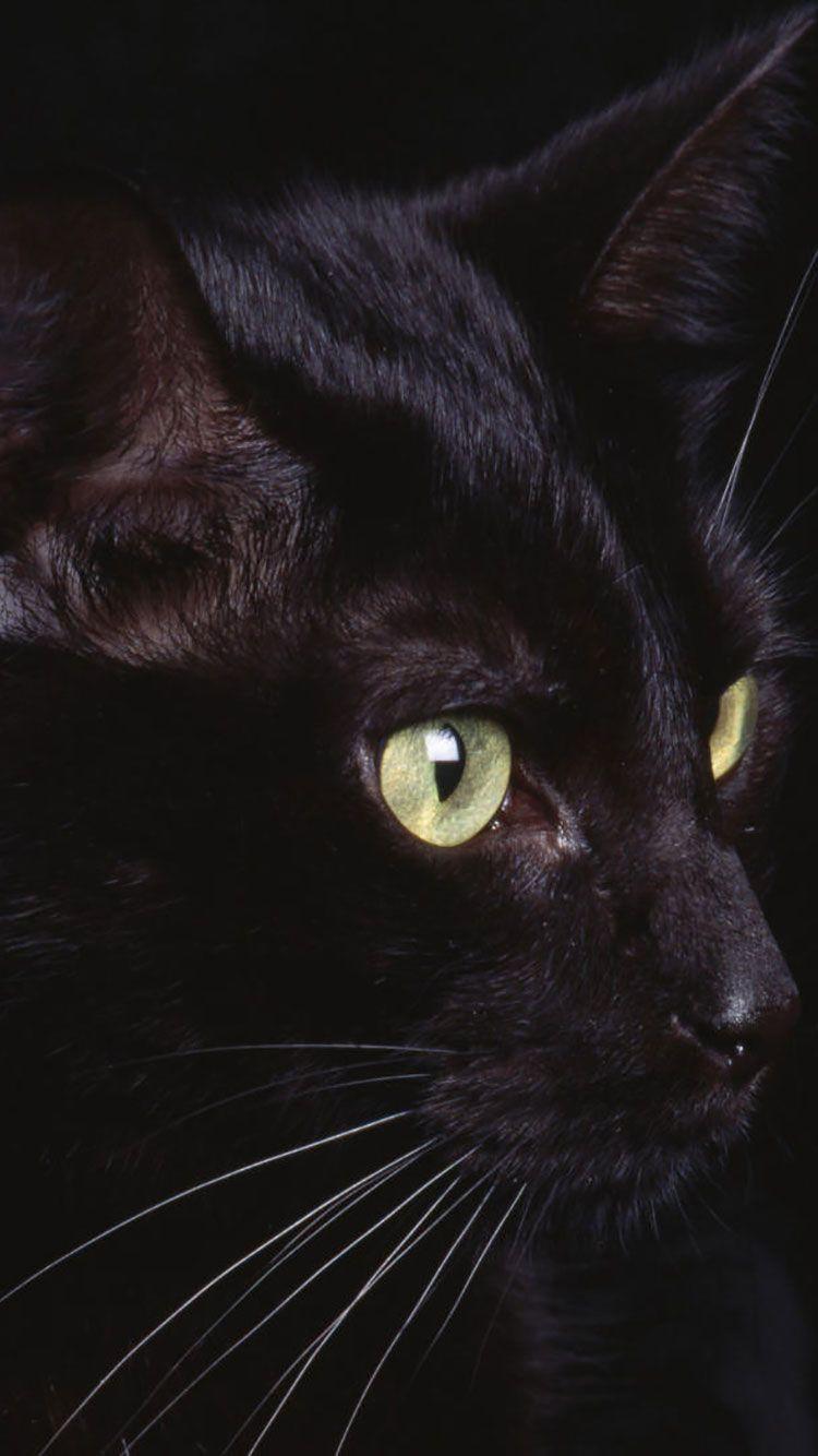 Cat iPhone Wallpapers Top Free Cat iPhone Backgrounds WallpaperAccess