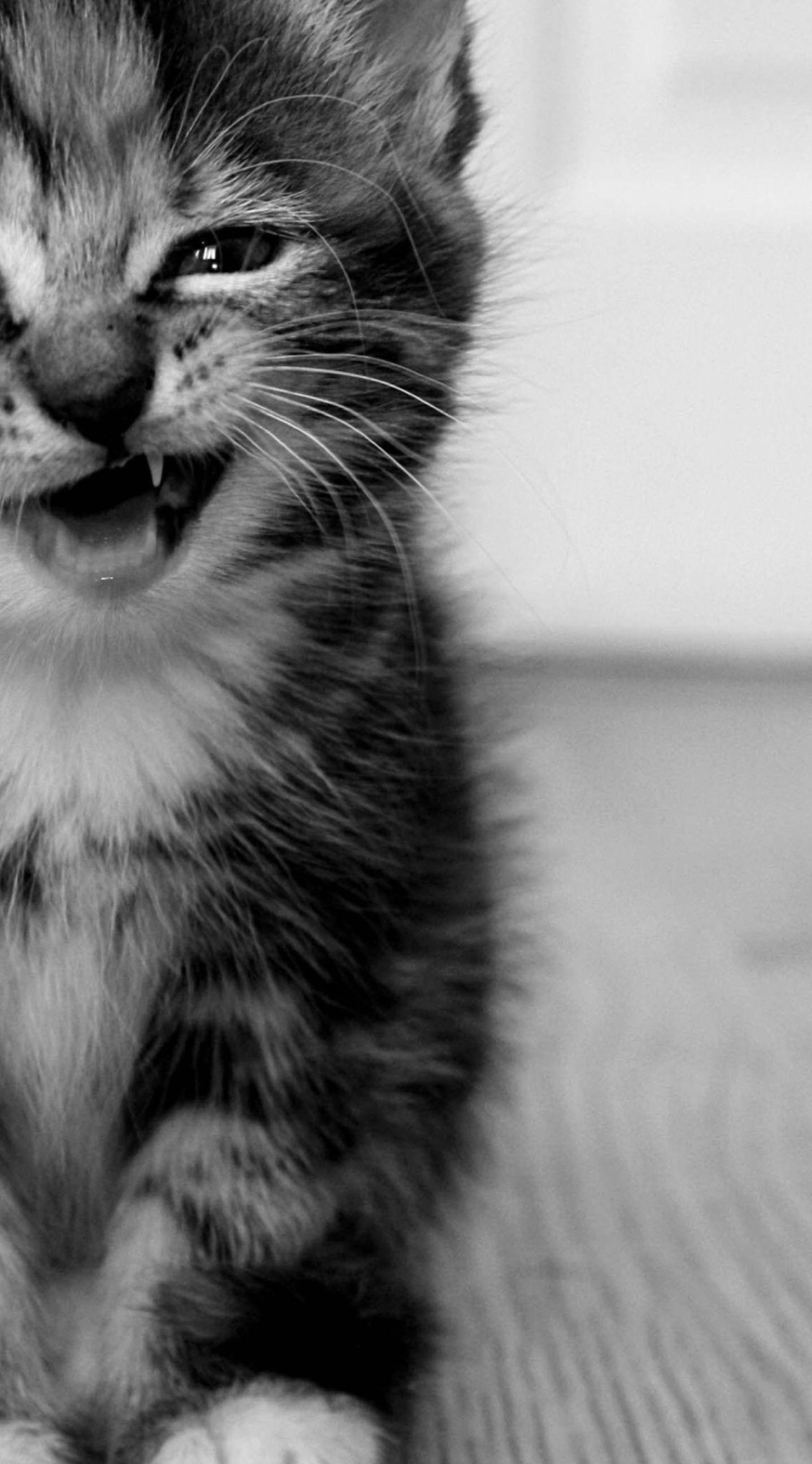 Black and White Cat Wallpapers Top Free Black and White Cat