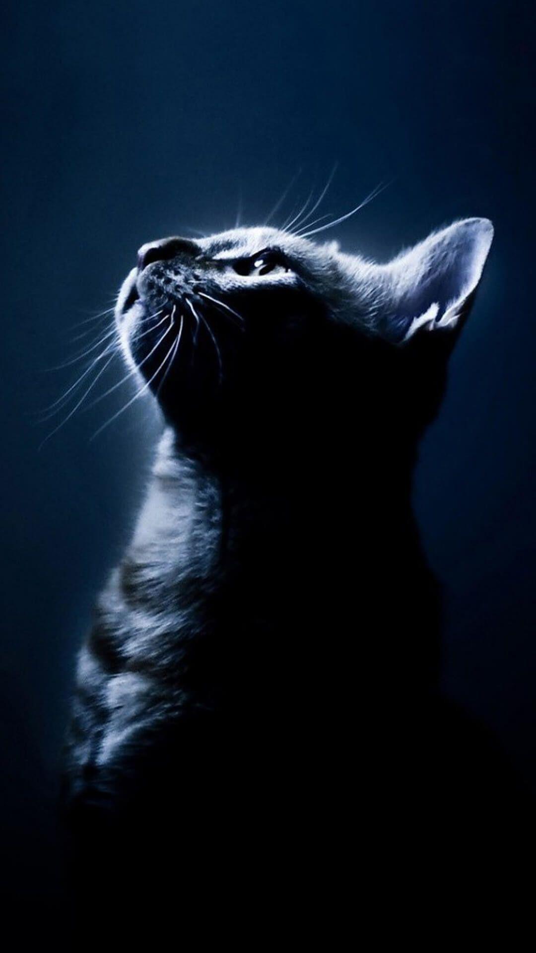 Cat iPhone Wallpapers Top Free Cat iPhone Backgrounds WallpaperAccess