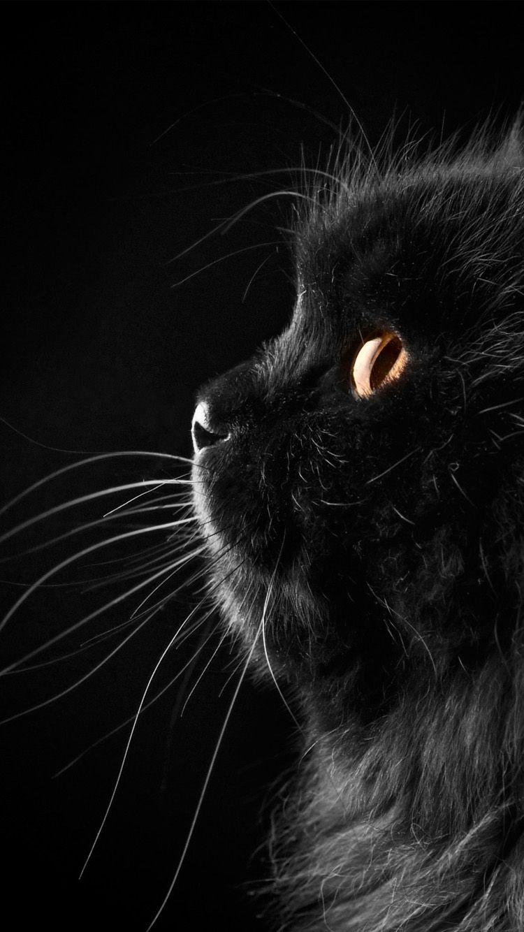 Black Cat iPhone Wallpapers Top Free Black Cat iPhone Backgrounds