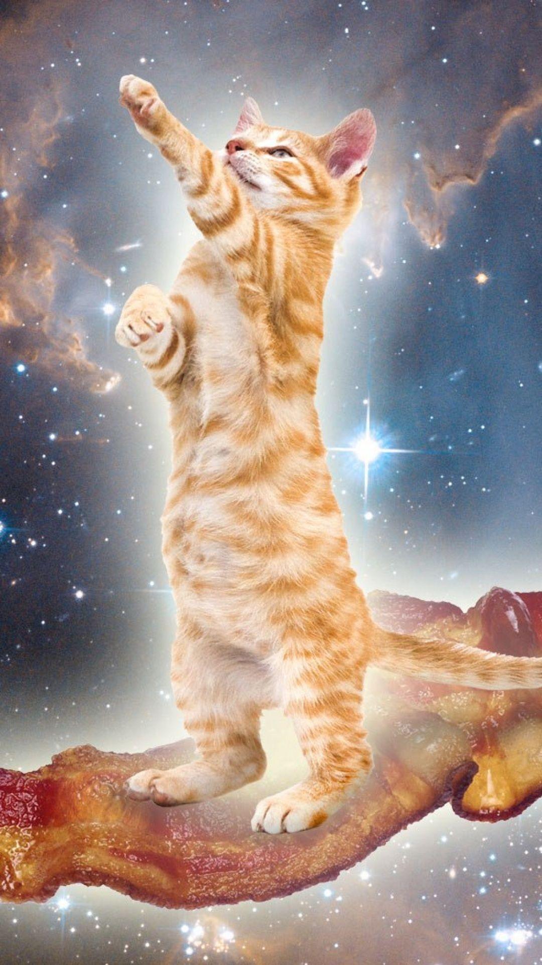 Cats in Space Wallpapers Top Free Cats in Space