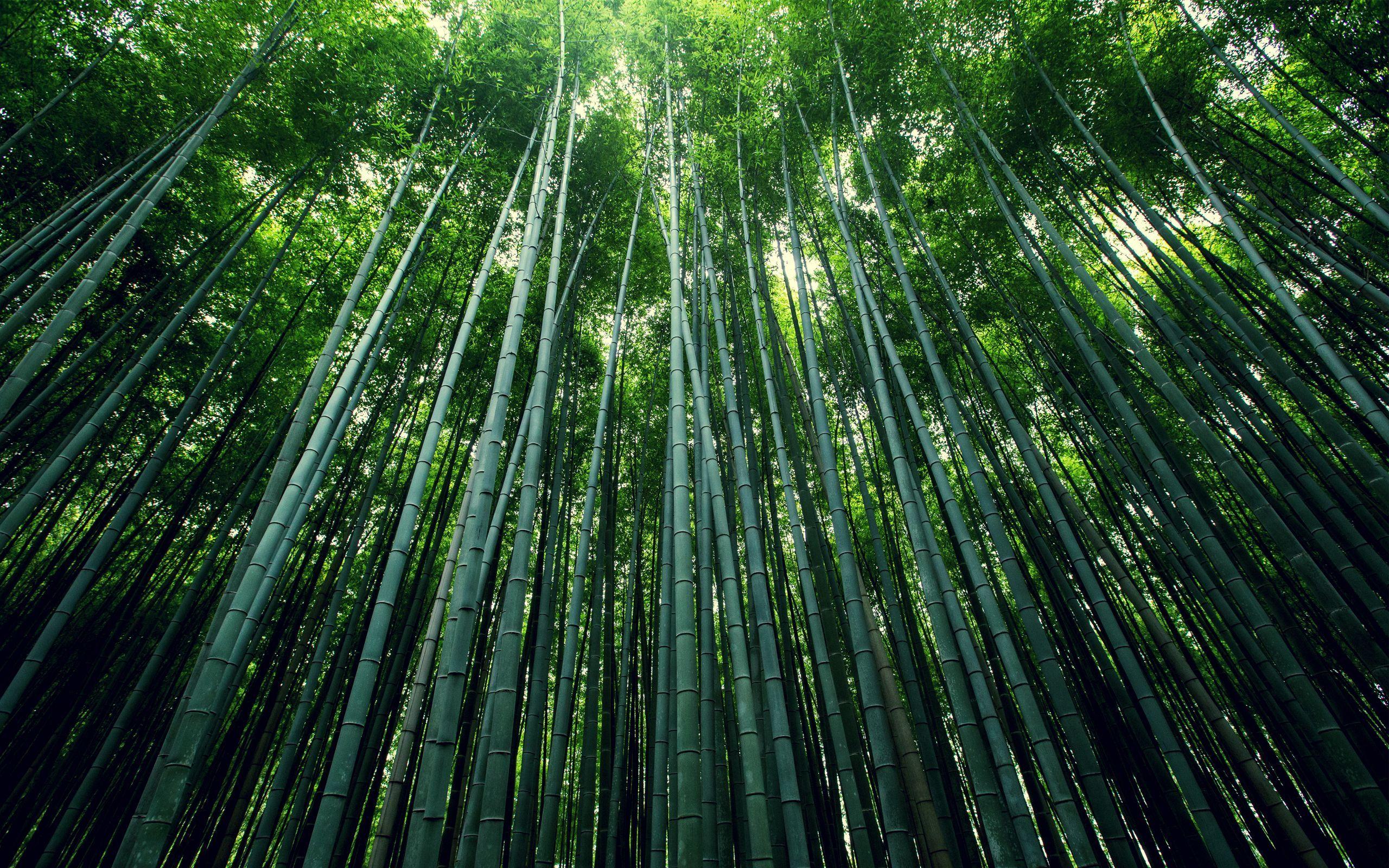 Bamboo Forest Wallpapers Top Free Bamboo Forest Backgrounds